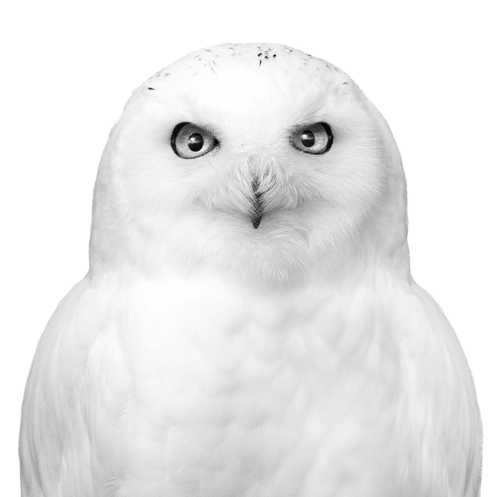 SNOWY OWL DETAIL PRODUCT 2000x2000px.jpg