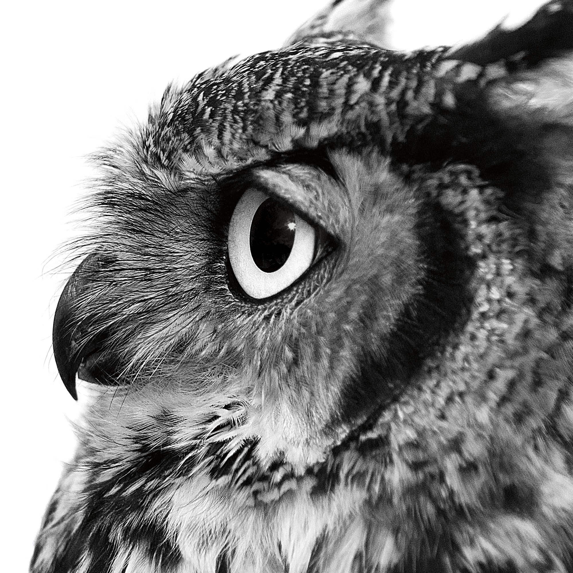 GREAT HORNED OWL DETAIL PRODUCT 2000x2000px copy.jpg