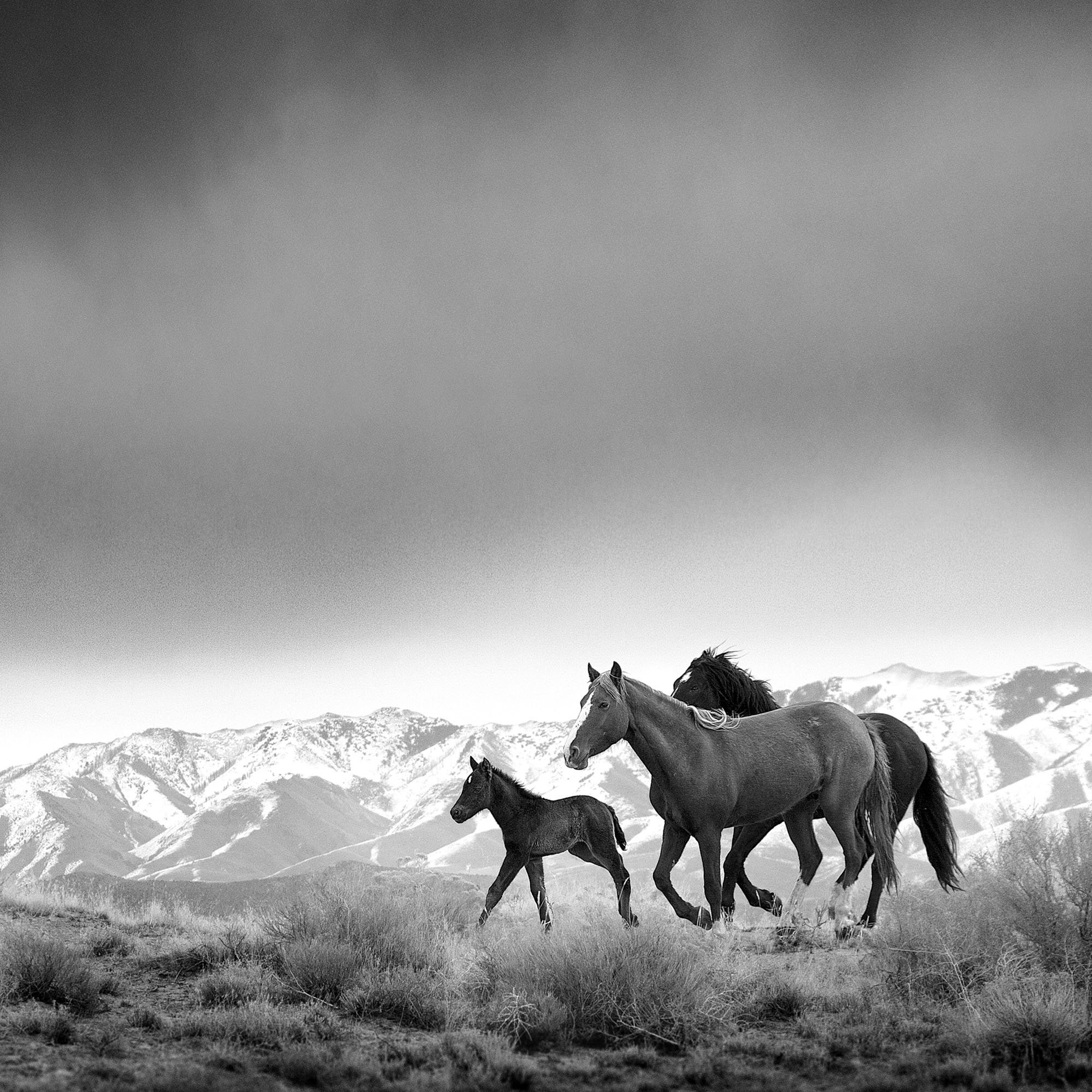 TRIO DETAIL 2000x2000px.jpg