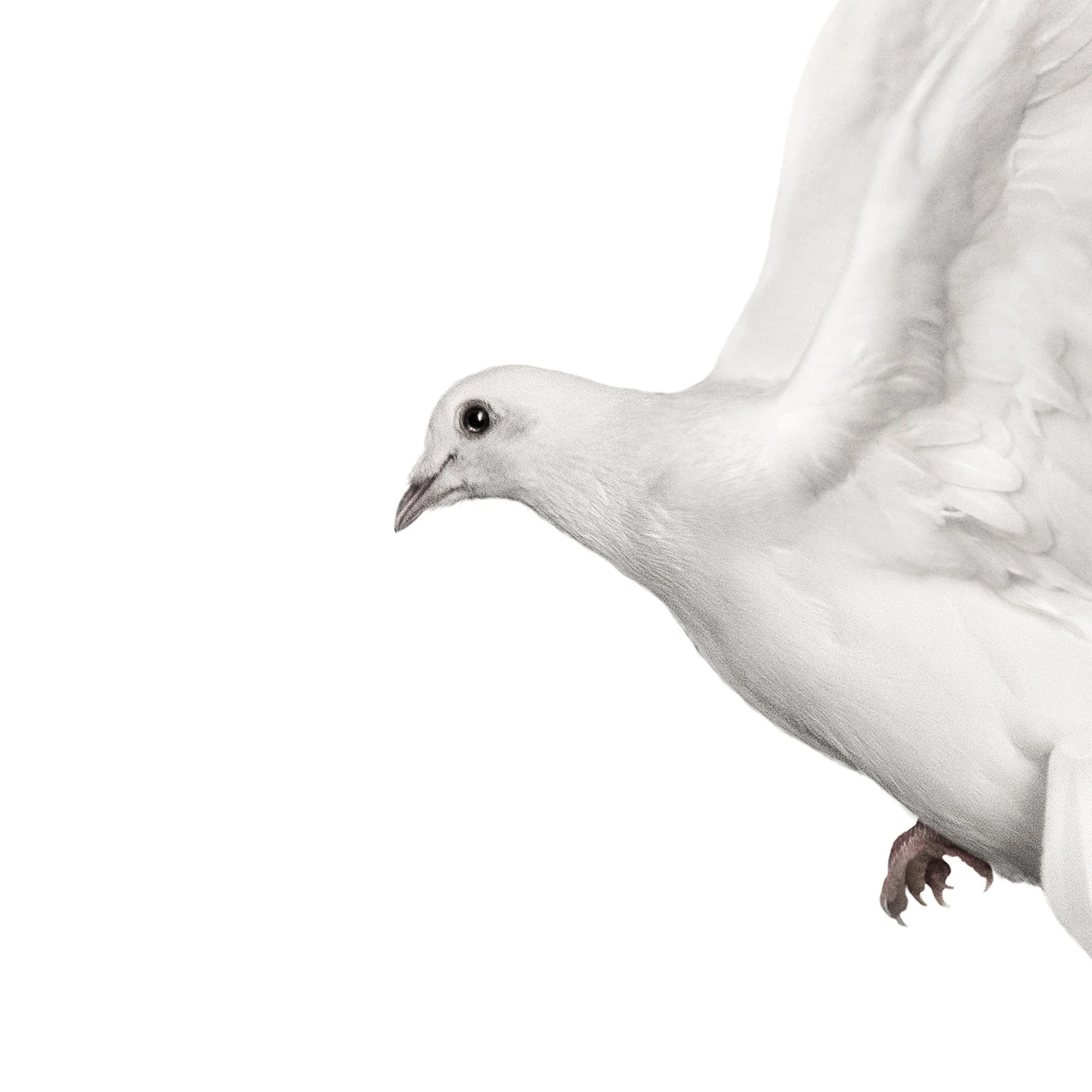 SINGING DOVE DETAIL 2.jpg