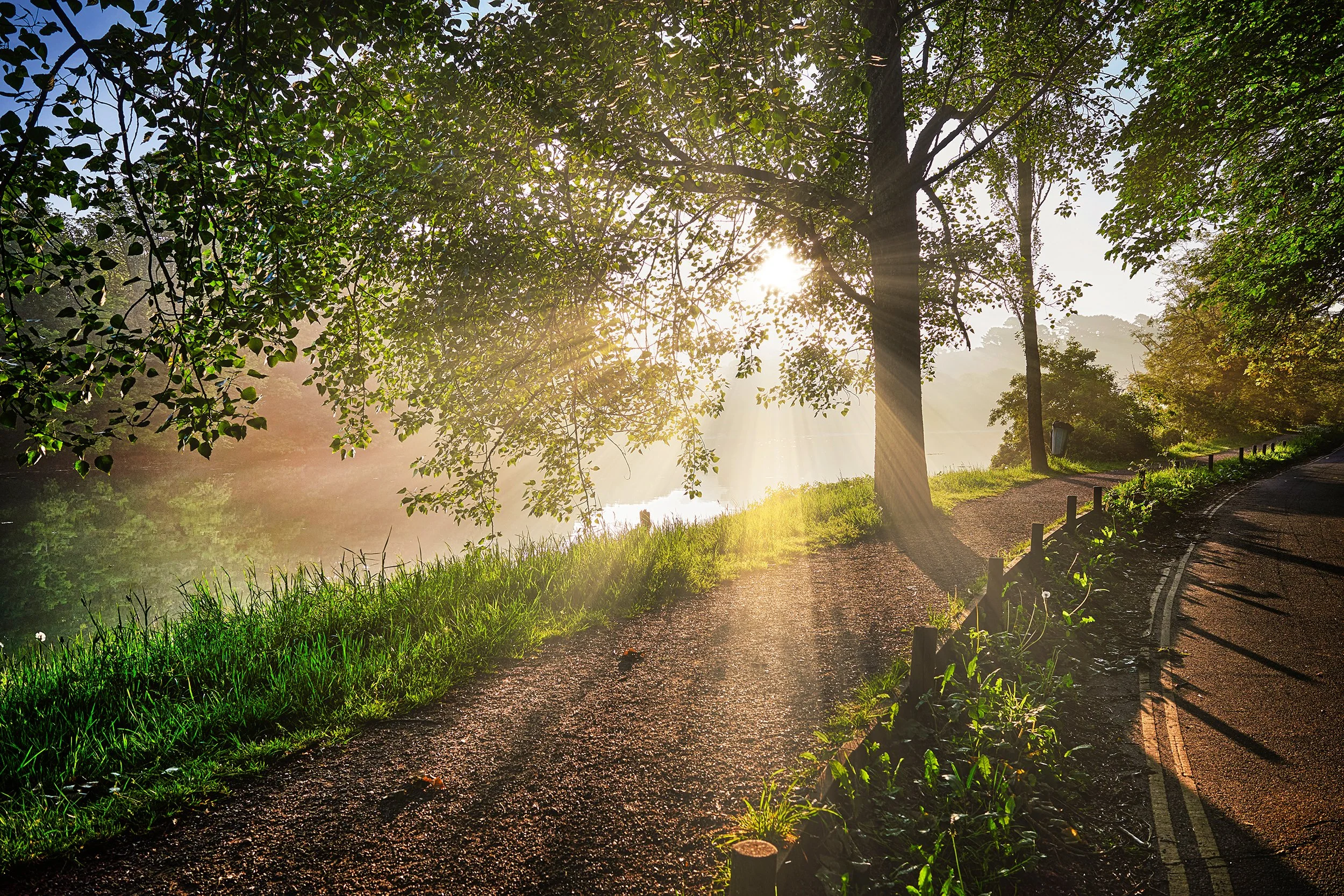 Morning sunlight filtering through trees along a winding riverbank path.