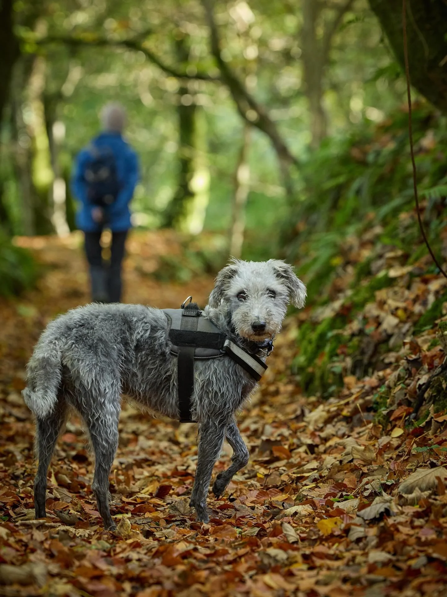 Ted has struck inland today, for a lovely peaceful walk along the river Plym. He just wishes his owner would stop faffing about with that pesky camera and get down to some serious squirrel chasing! 🤣#walking #beddywhippet #walkwithted #dartmoor #dog
