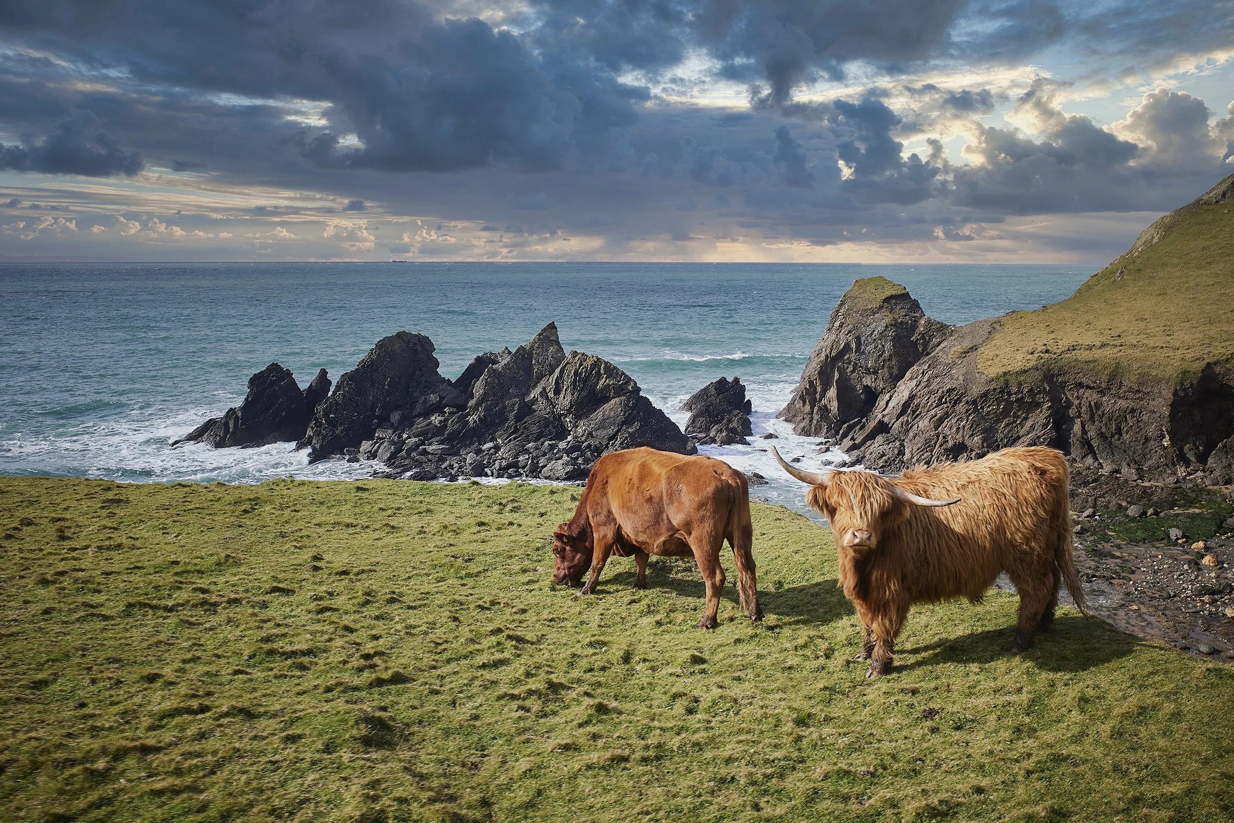 Two Highland cattle grazing on a grassy coastal landscape with ocean waves, rocky outcrops, and a cloudy sky in the background.