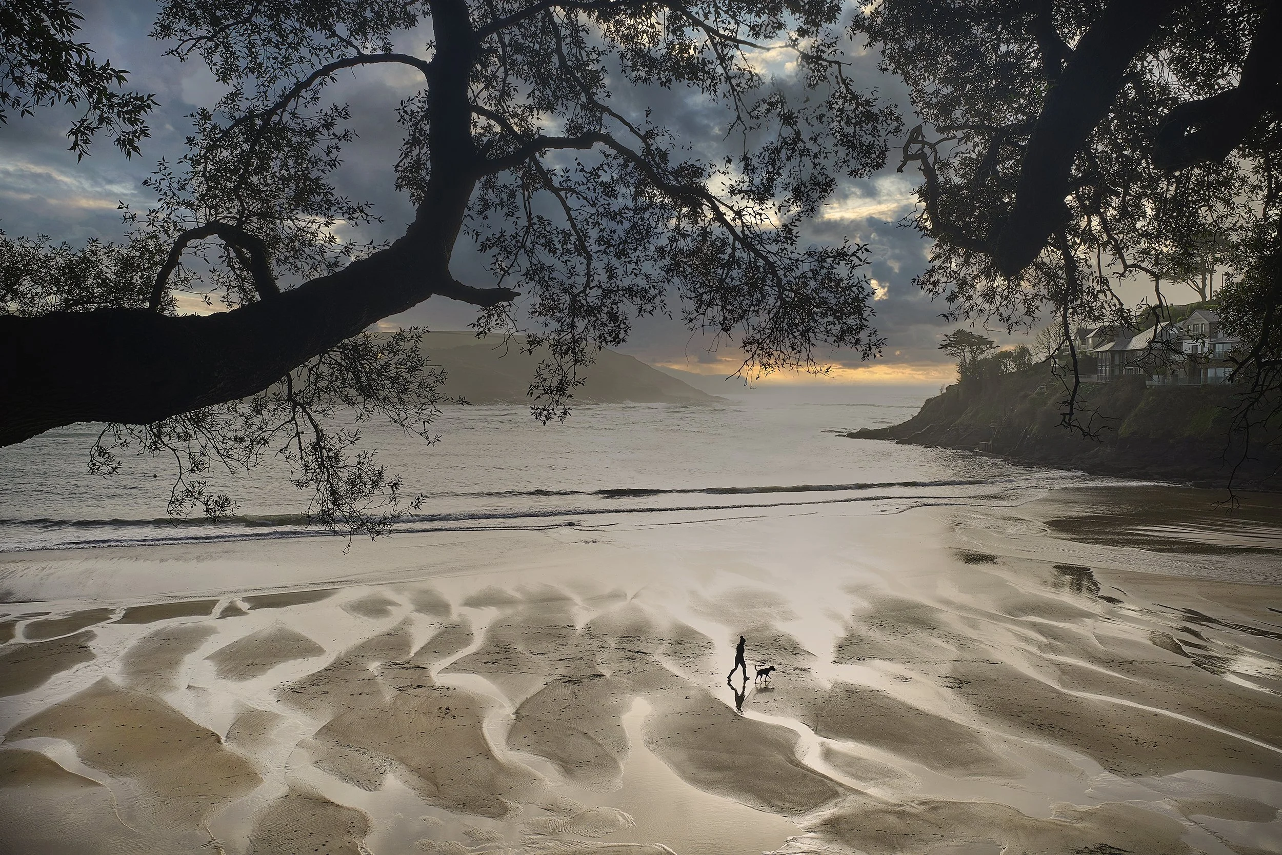 A person walking a dog on a wet sandy beach at sunset, with large tree branches overhead and houses on a hill to the right.