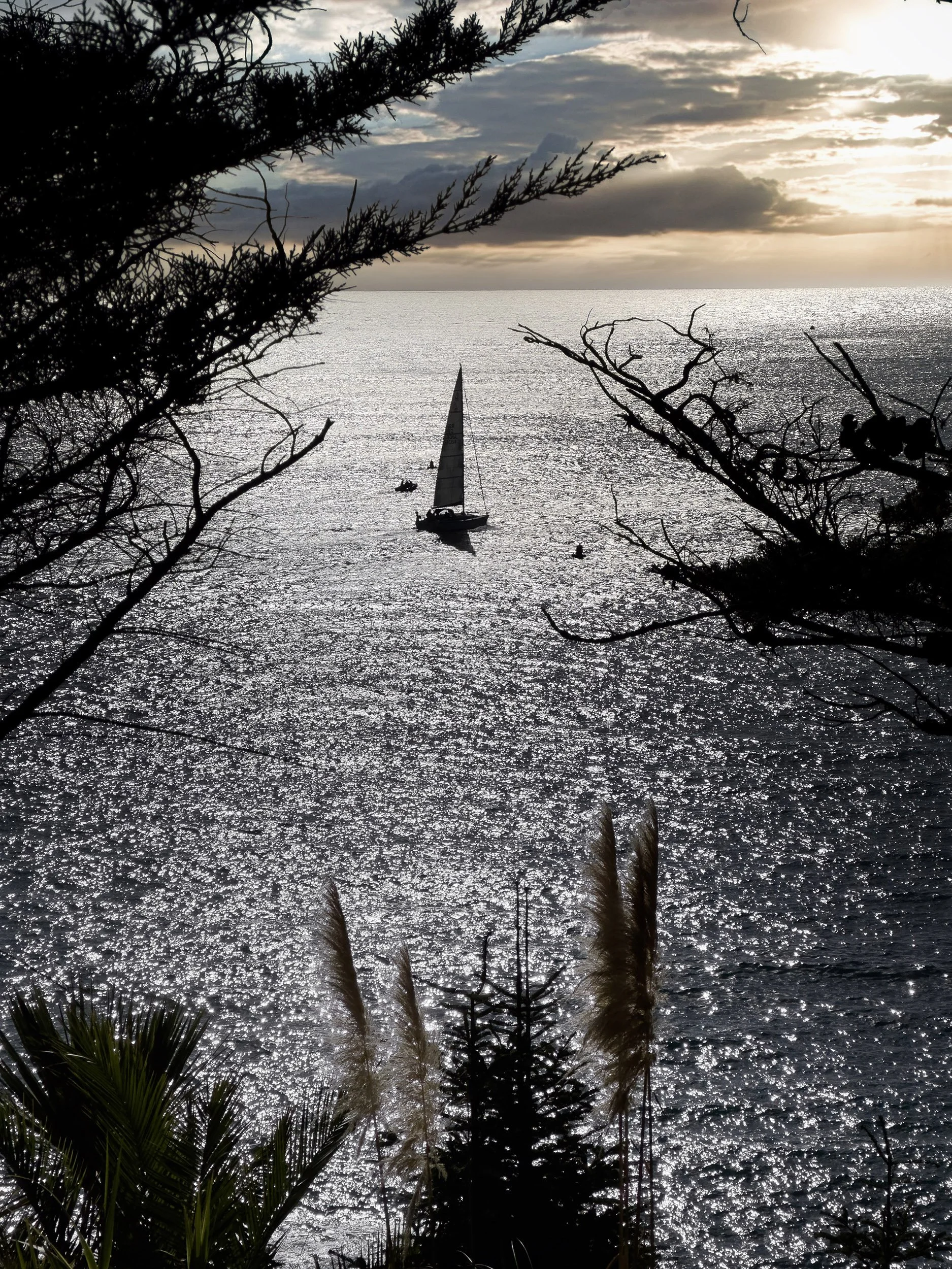 A sailboat on a sparkling body of water during sunset, framed by silhouetted trees and branches.