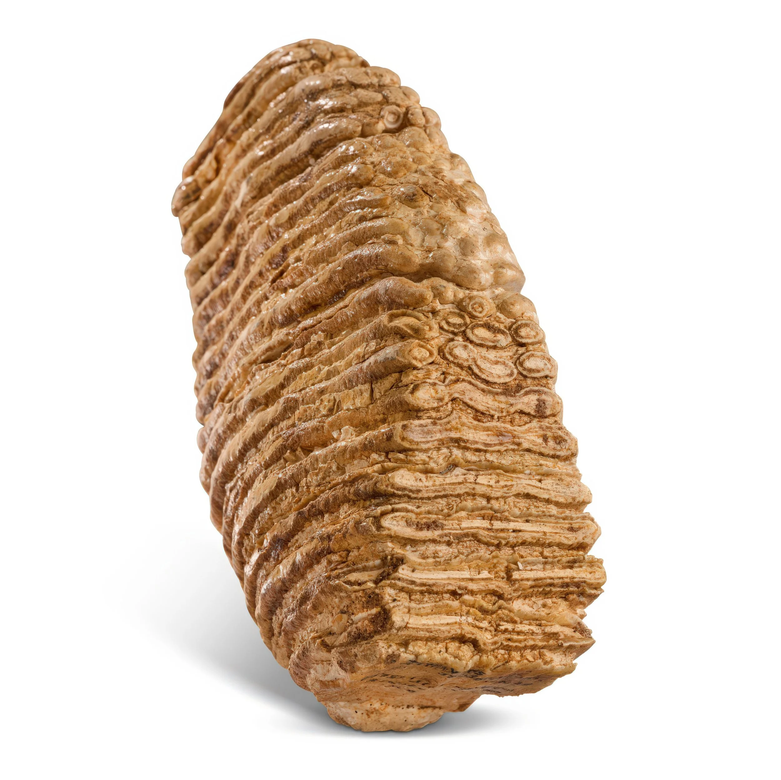 Close-up of a textured, layered, brown fossilized rock against a white background.