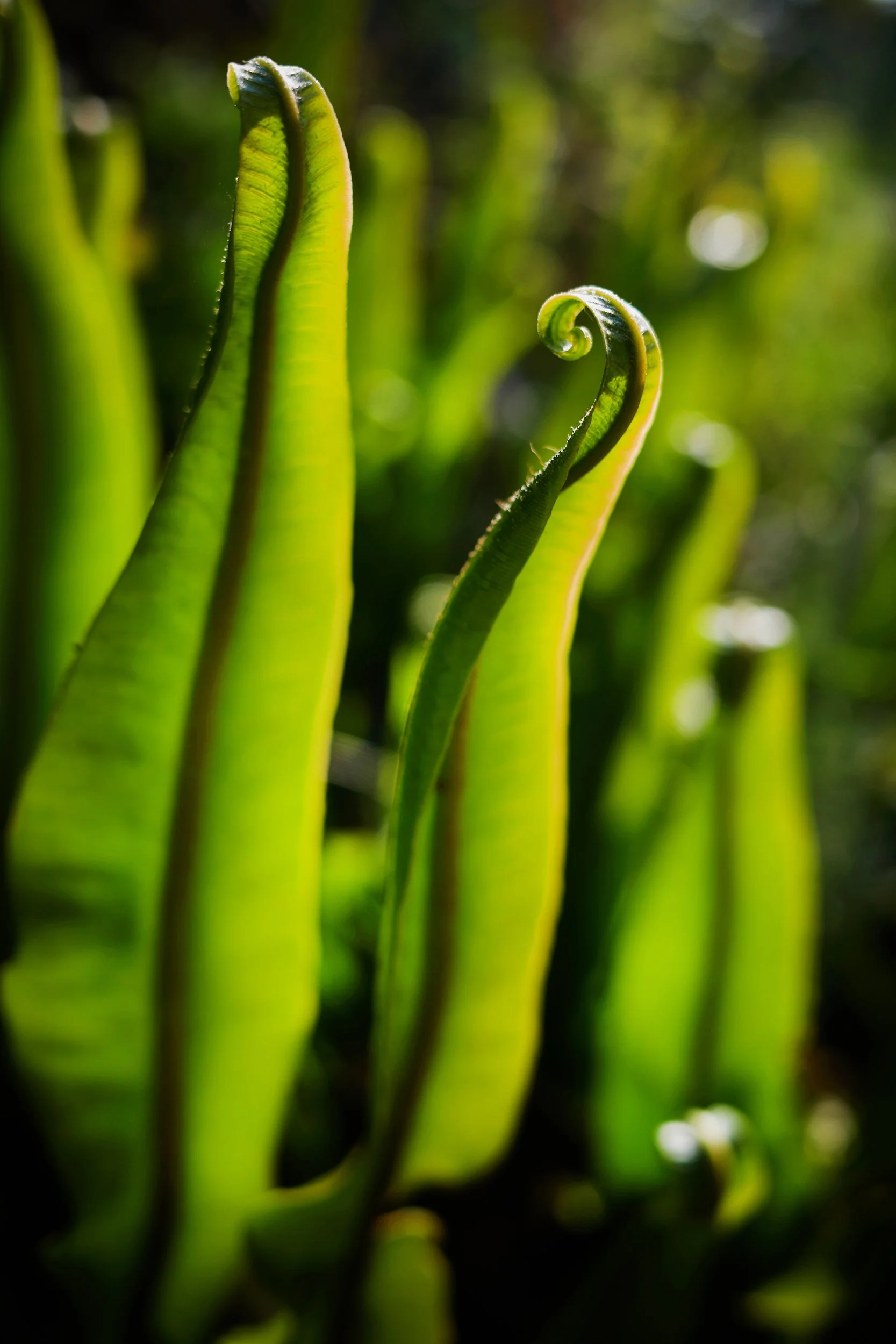 Close-up of curled green succulent leaves with sunlight highlighting their edges and texture.