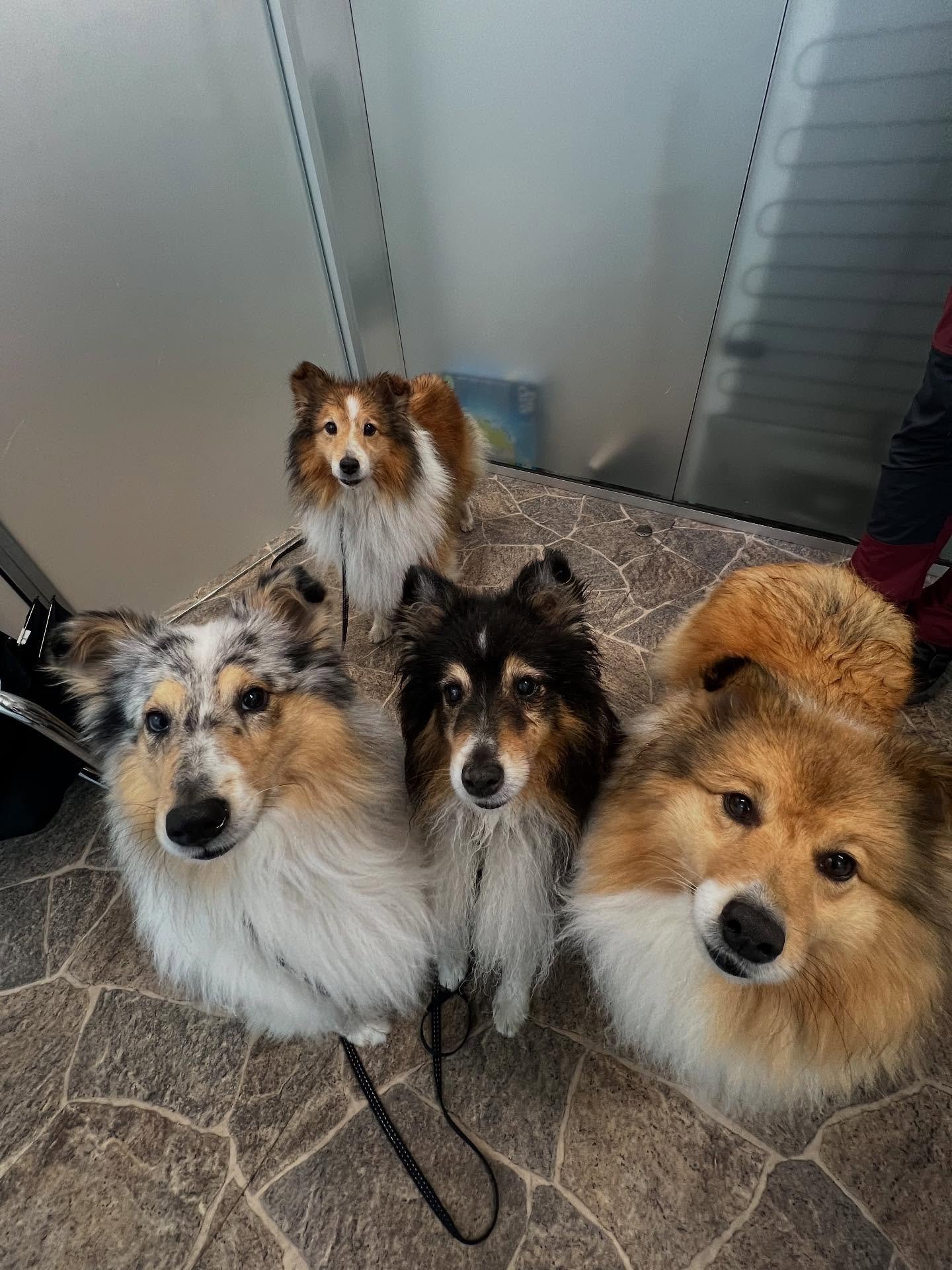 Denne flotte gjengen skal p&aring; kennel og kom derfor inn i dag for kennelhostevaksine 💉 
H&aring;per alle nyter langhelgen litt ekstra, god helg!✨