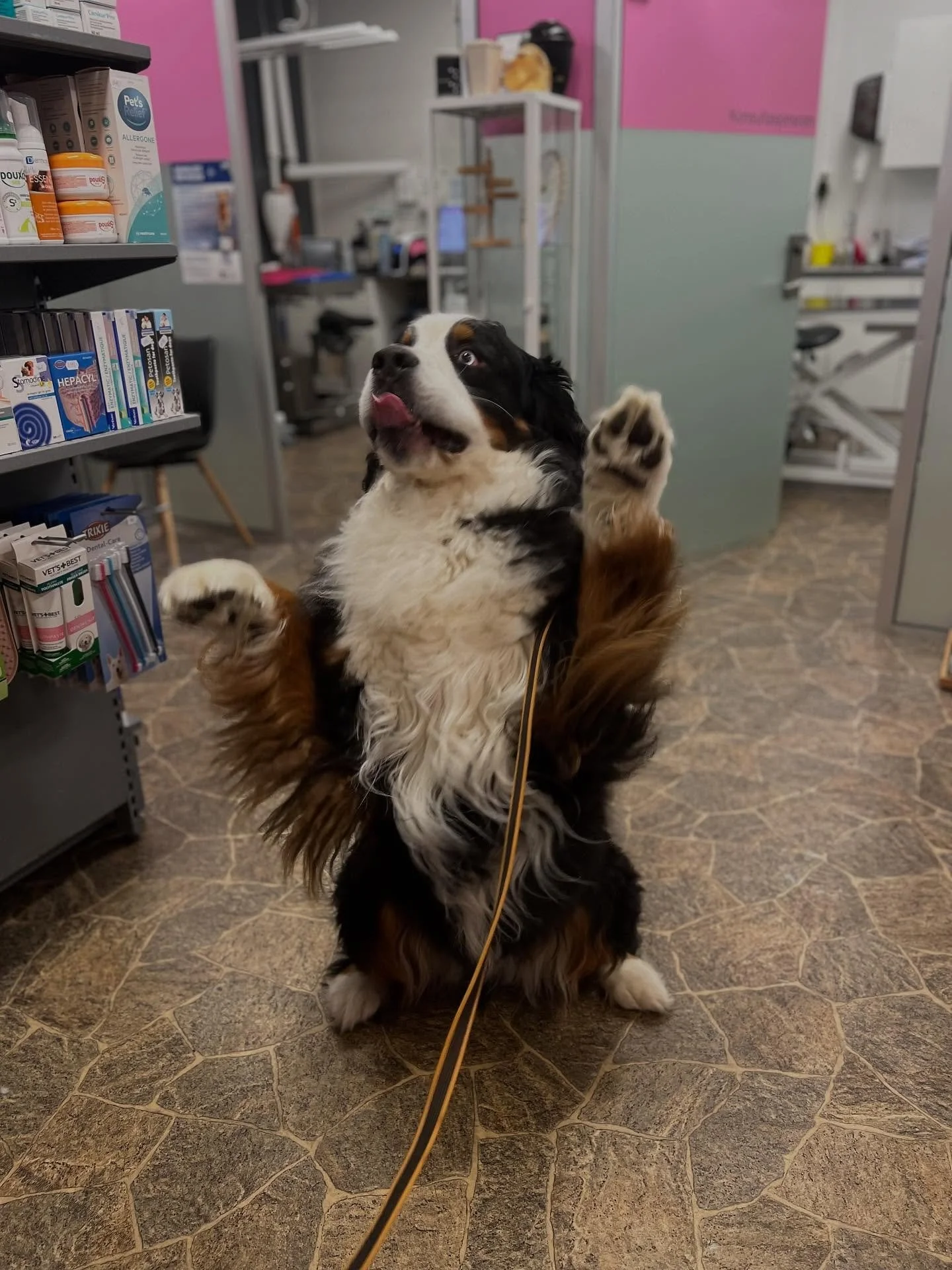 God helg fra verdens s&oslash;teste klippekunder og pasienter 🐾💕