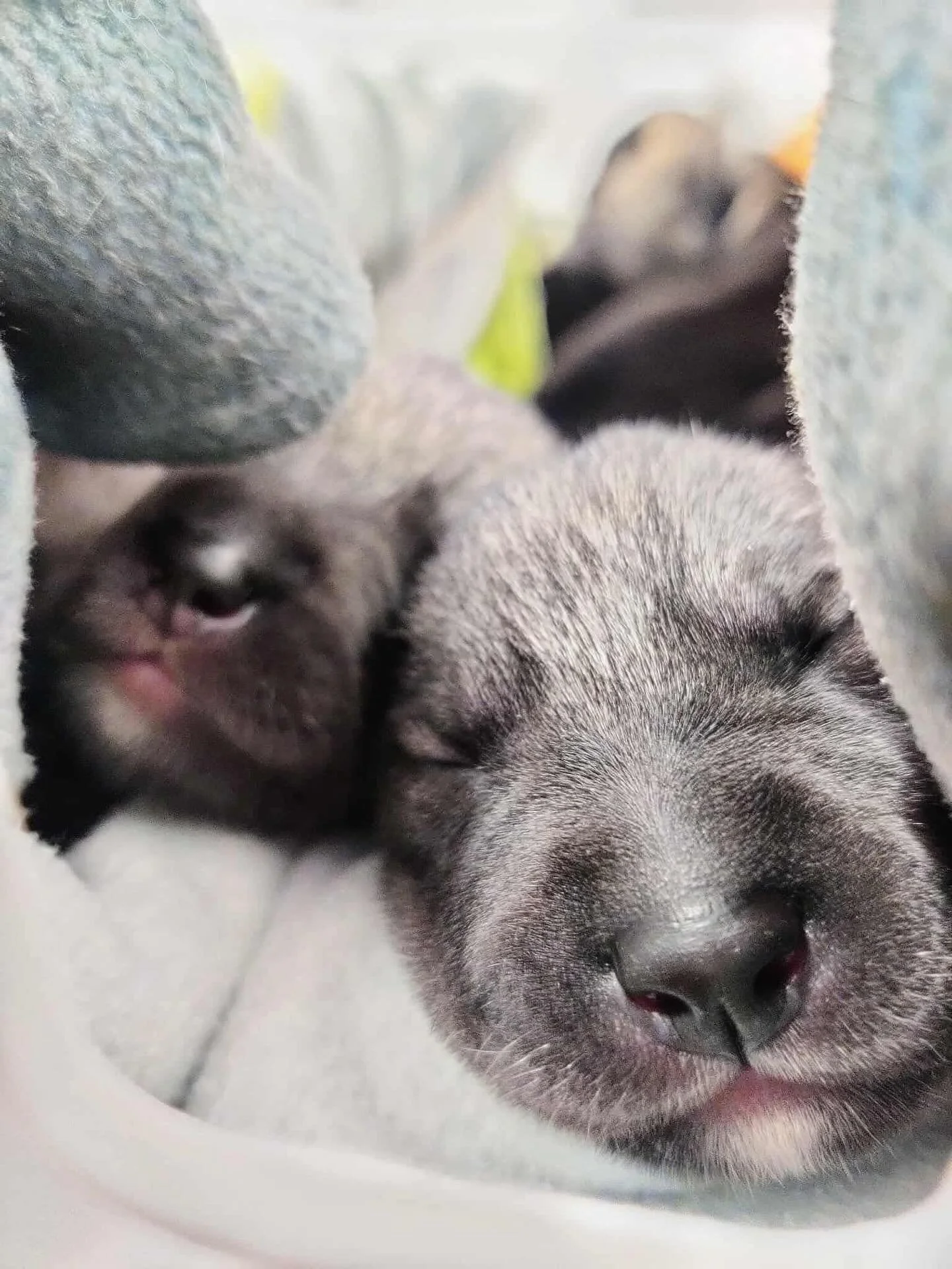 Gaia fikk 8 friske valper i helgen 🐶 Matmor kom inn for en kontroll da Gaia ikke virket helt i form. Klinisk unders&oslash;kelse og blodpr&oslash;ve viste heldigvis at alt st&aring;r bra til 💛 &Aring; v&aelig;re mamma til 8 valper er ingen liten jo