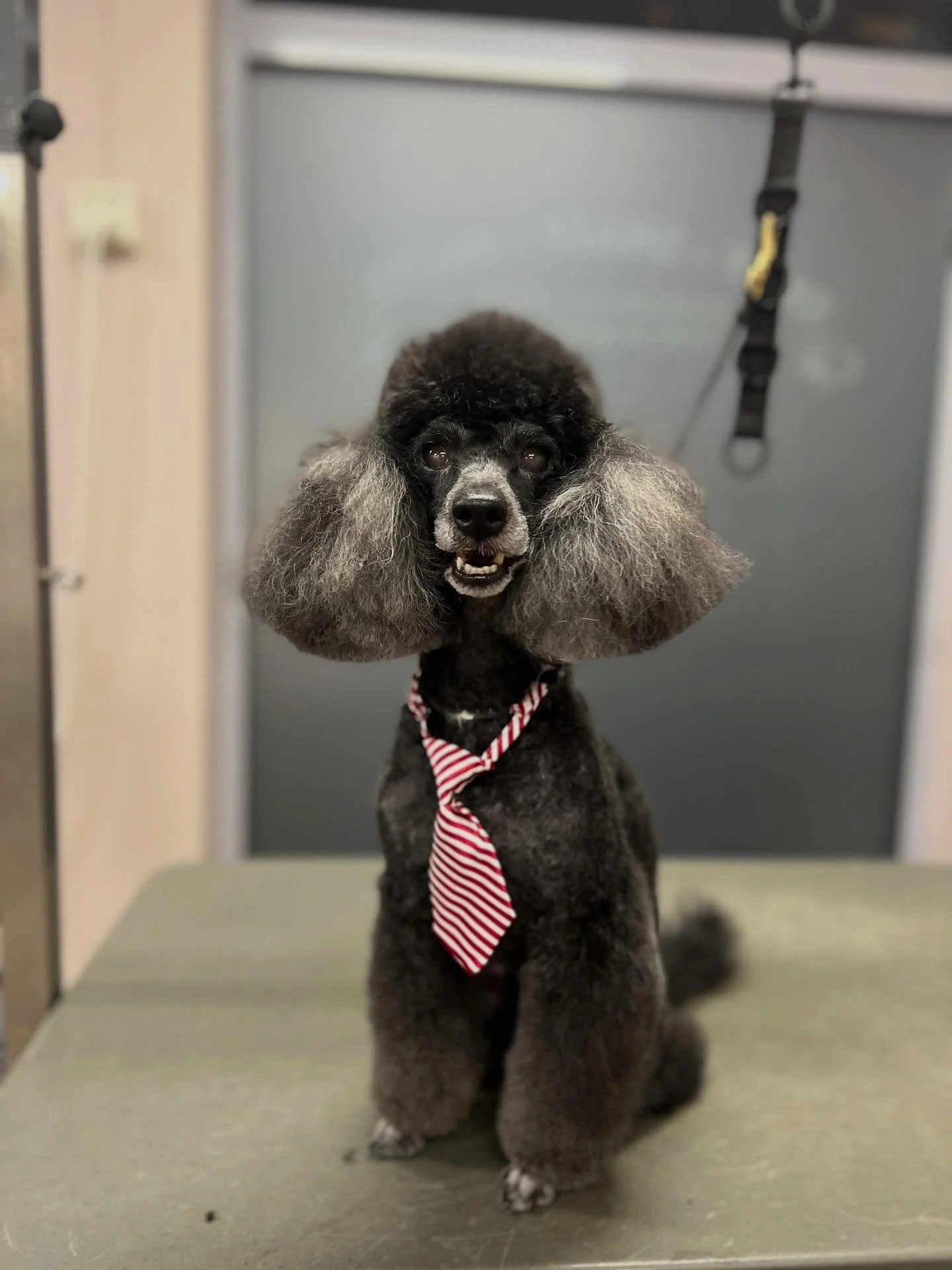 Det n&aelig;rmer seg jul, og mange &oslash;nsker &aring; f&aring; hunden stelt f&oslash;r h&oslash;ytiden 🎄🐶
Bestill gjerne time i god tid &ndash; desember blir fort fullbooket!