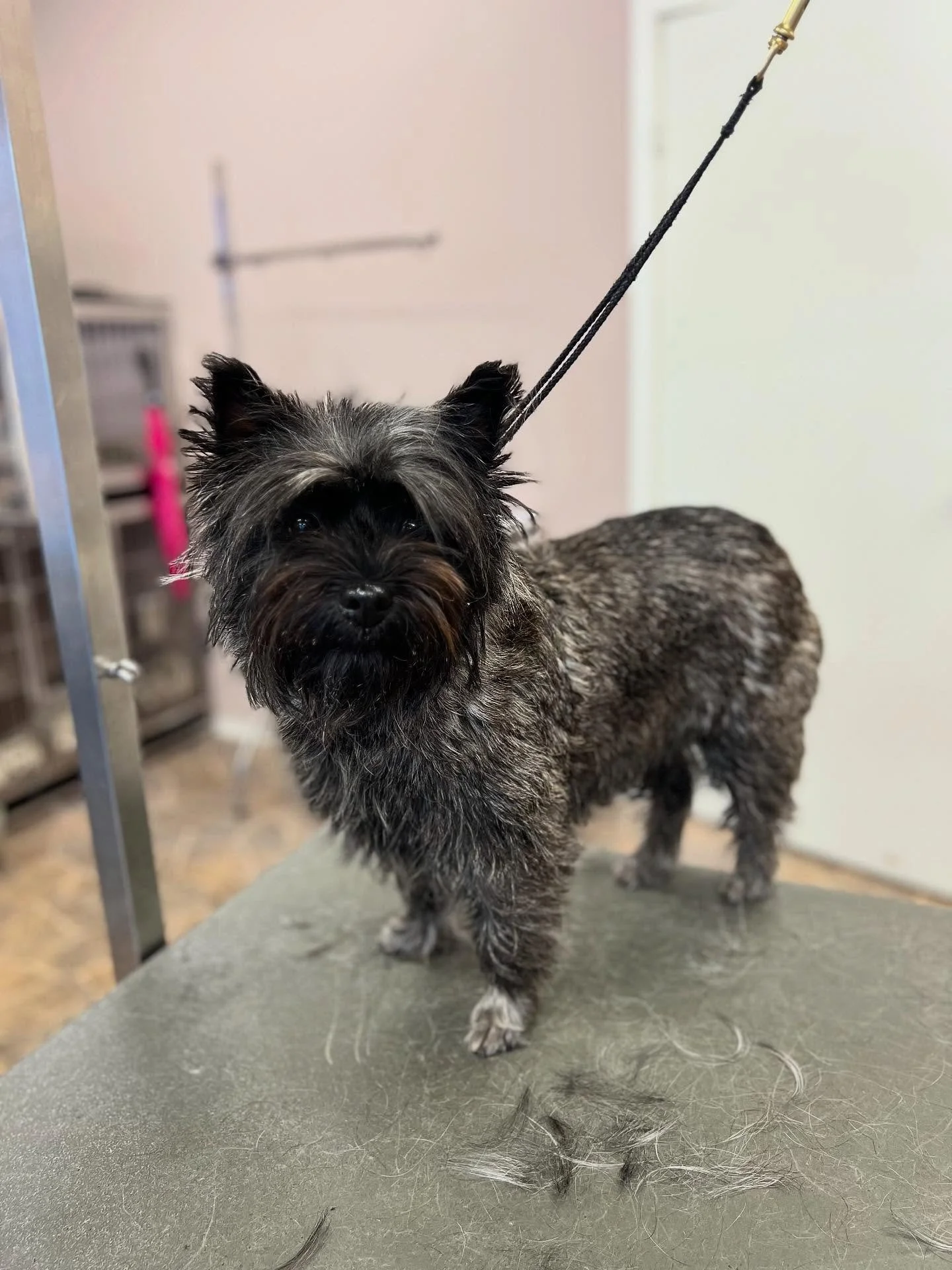 Surprise! Det viste seg at Saga egentlig var blond etter napping🙈🫢