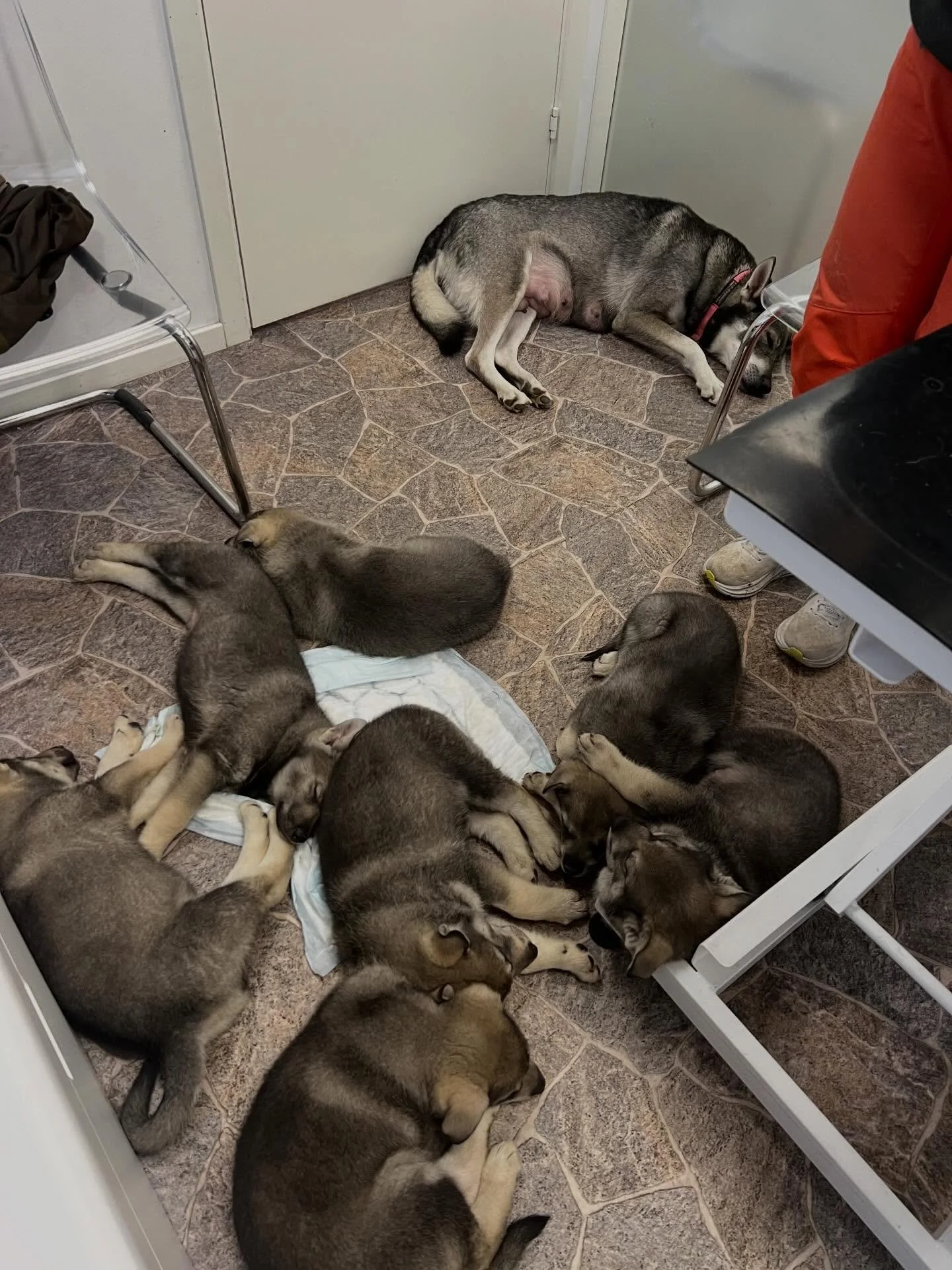 Tidligere denne uken hadde vi 8 nydelige j&auml;mthundvalper for helsesjekk, vaksine og id-merking. Som dere kan se tok de det med knusende ro alle sammen🙈💕
&Oslash;nsker dem lykke til i sine nye hjem✨