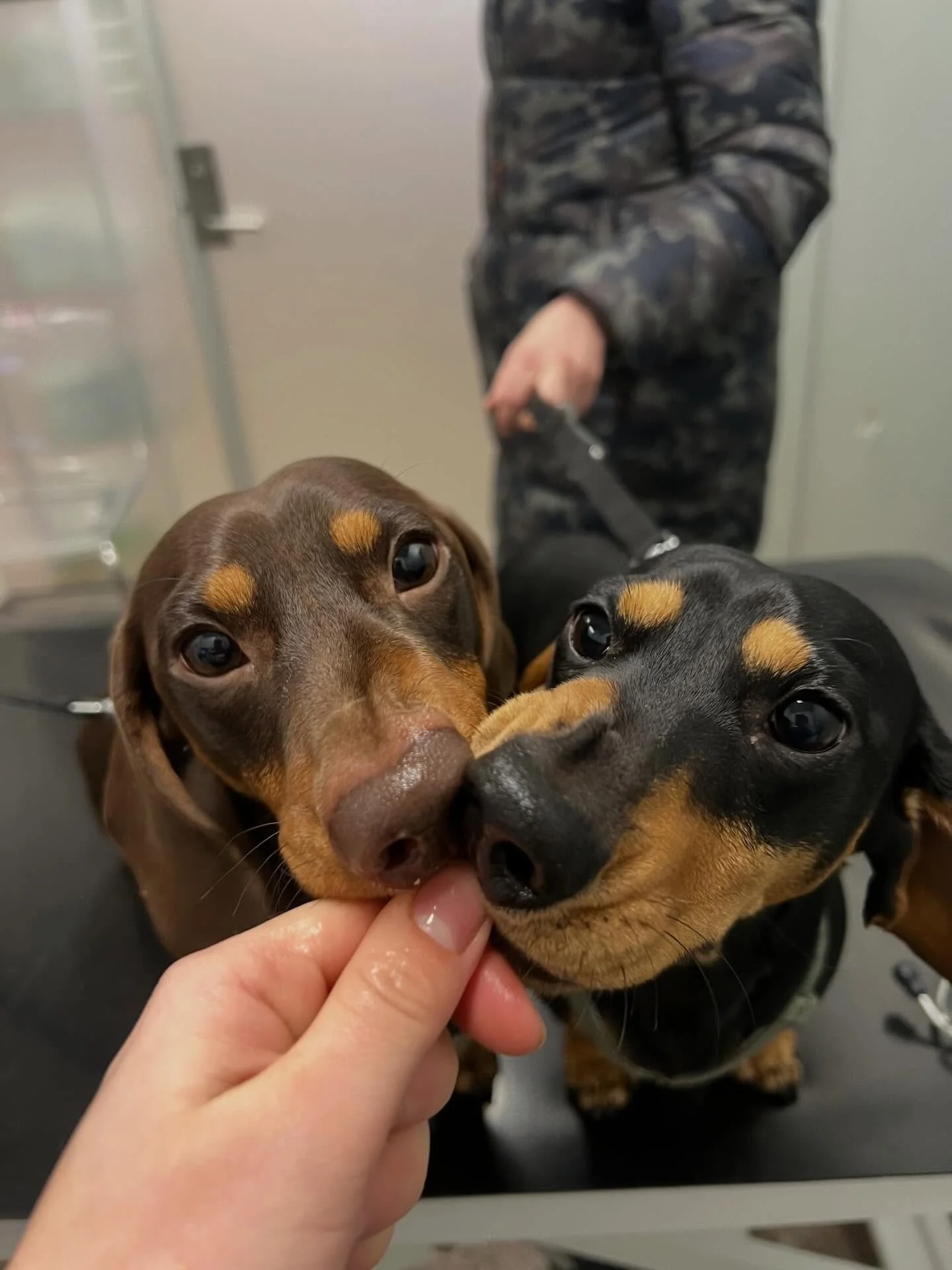 Vi hadde gleden av &aring; f&aring; bes&oslash;k av br&oslash;drene Zig og Zag til vaksine i dag😍 Se s&aring; s&oslash;te de er🥹💕