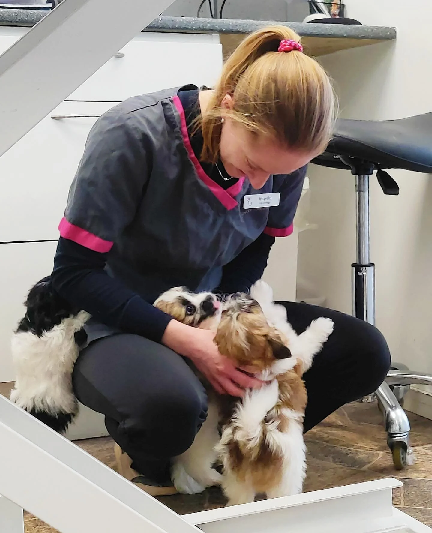Vi fikk inn noen nydelige valper denne uken!💕 Dolly, Marve og Alfons smeltet hele klinikken🥰

Ha en fin uke!🤗

#veterinarymedicine #vet #dog #puppies #puppylove