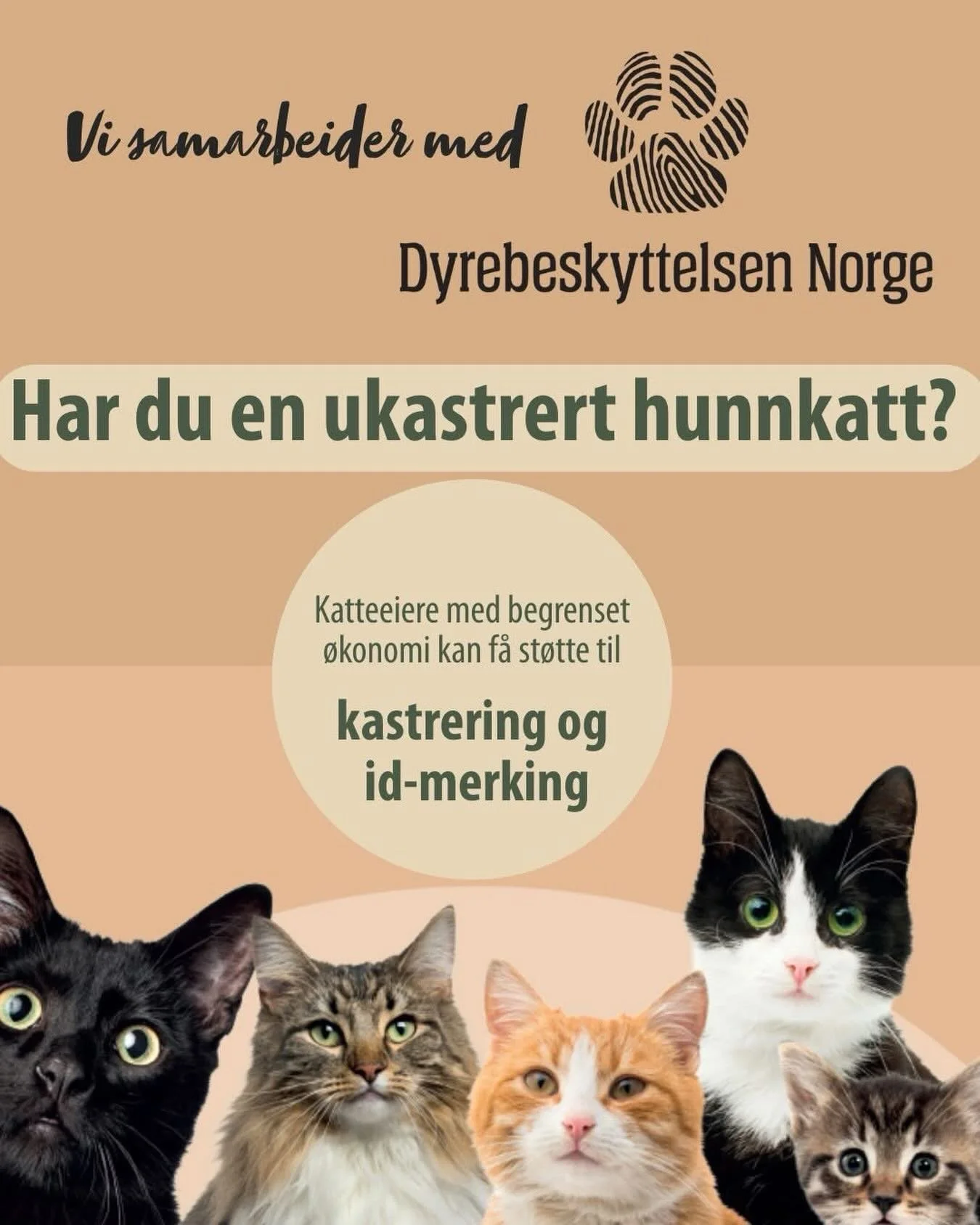 🐾 Verdens kastreringsdag &ndash; tirsdag 24. februar
Vi deltar i &aring;r i et samarbeid med Dyrebeskyttelsen Norge for &aring; bidra til f&aelig;rre hjeml&oslash;se katter 💙

I forbindelse med Verdens kastreringsdag tilbyr vi rabattert kastrering 