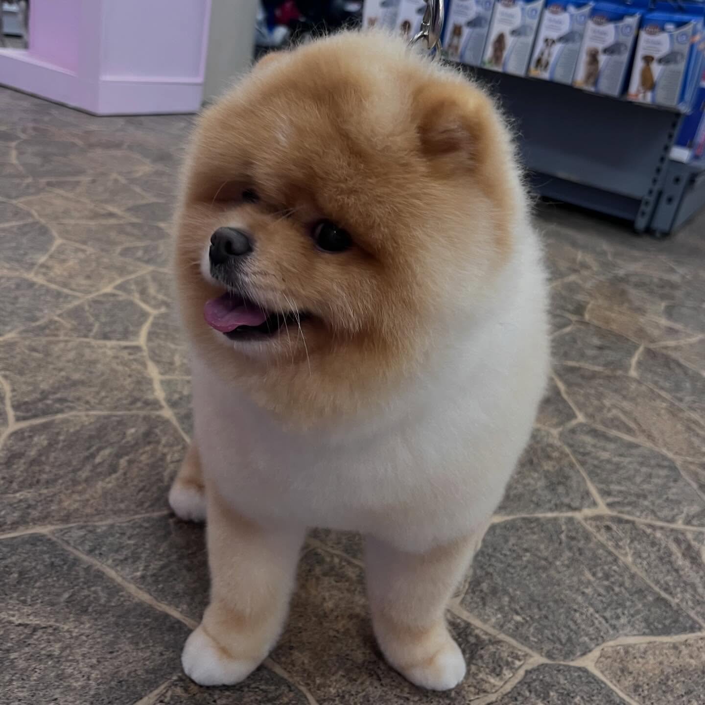 🐾Litt av kundene v&aring;re denne uken! Det har v&aelig;rt mye forskjellig denne uken med alt fra teddyklipp i salongen til en maltipoo, Ella, som venter valper snart! Det ser dere tydelig p&aring; siste slide🐶🐾

Ha en fortsatt fin uke!🥰

#vet #v