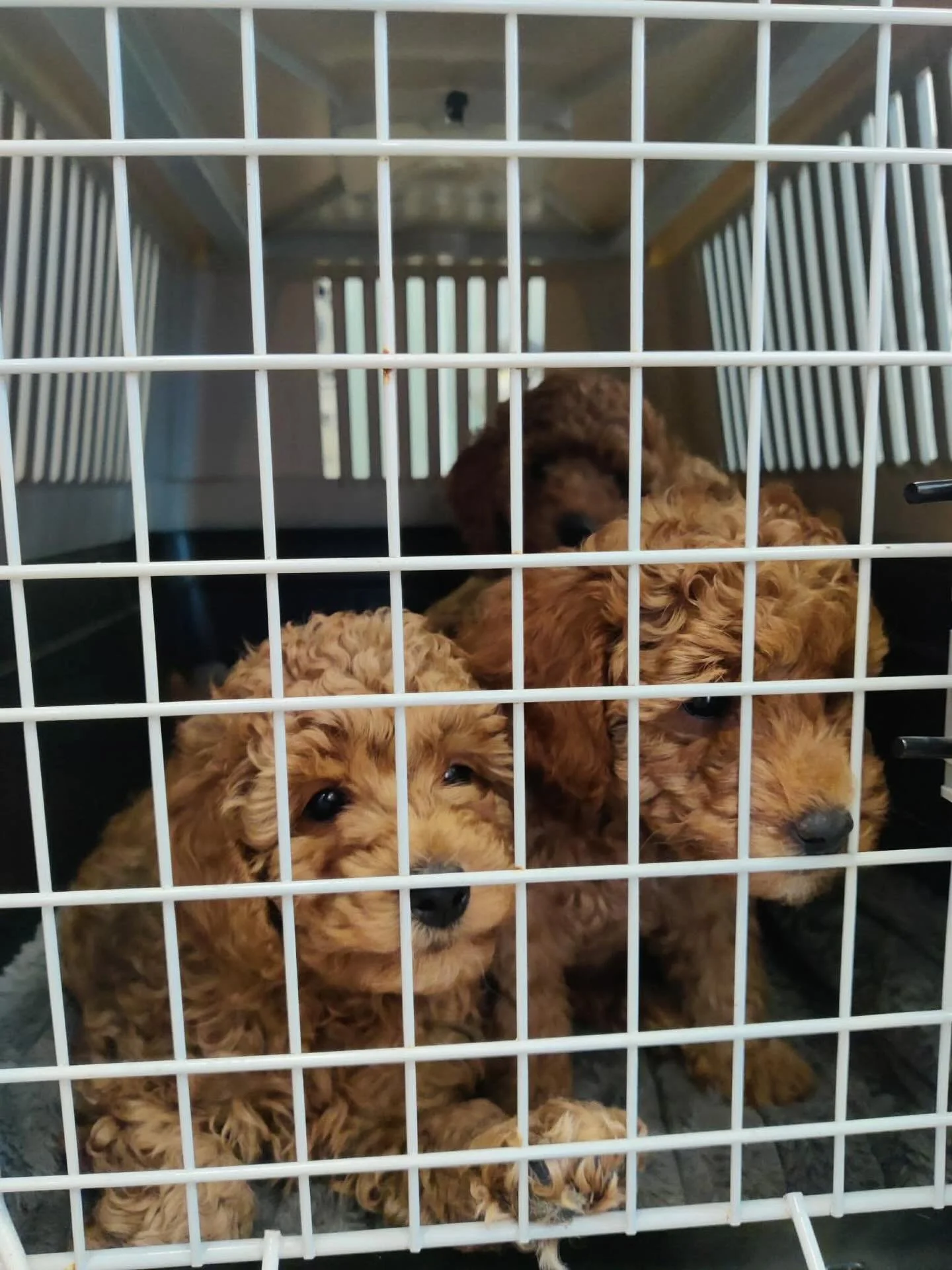 💕💕Vi elsker hverdagen v&aring;r i salongen og klinikken med de aller beste kundene💕💕

#vet #grooming #groom #veterinarymedicine #dog