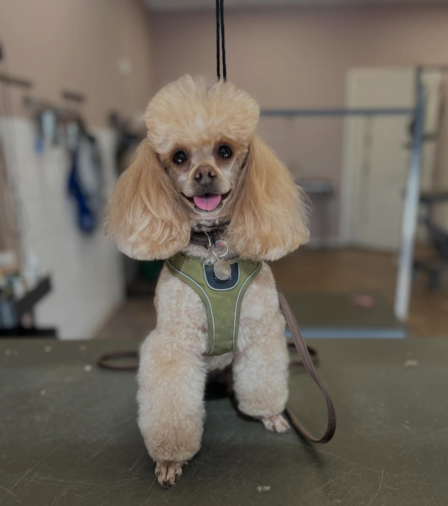 Fineste Sara forn&oslash;yd etter en rask vask&amp;f&oslash;n✨✨

Husk &aring; booke timen din f&oslash;r sommeren! Listene begynner &aring; fylle seg opp n&aring;!💛🩷

#dog #doggroomers #grooming #poodle #poodlegrooming