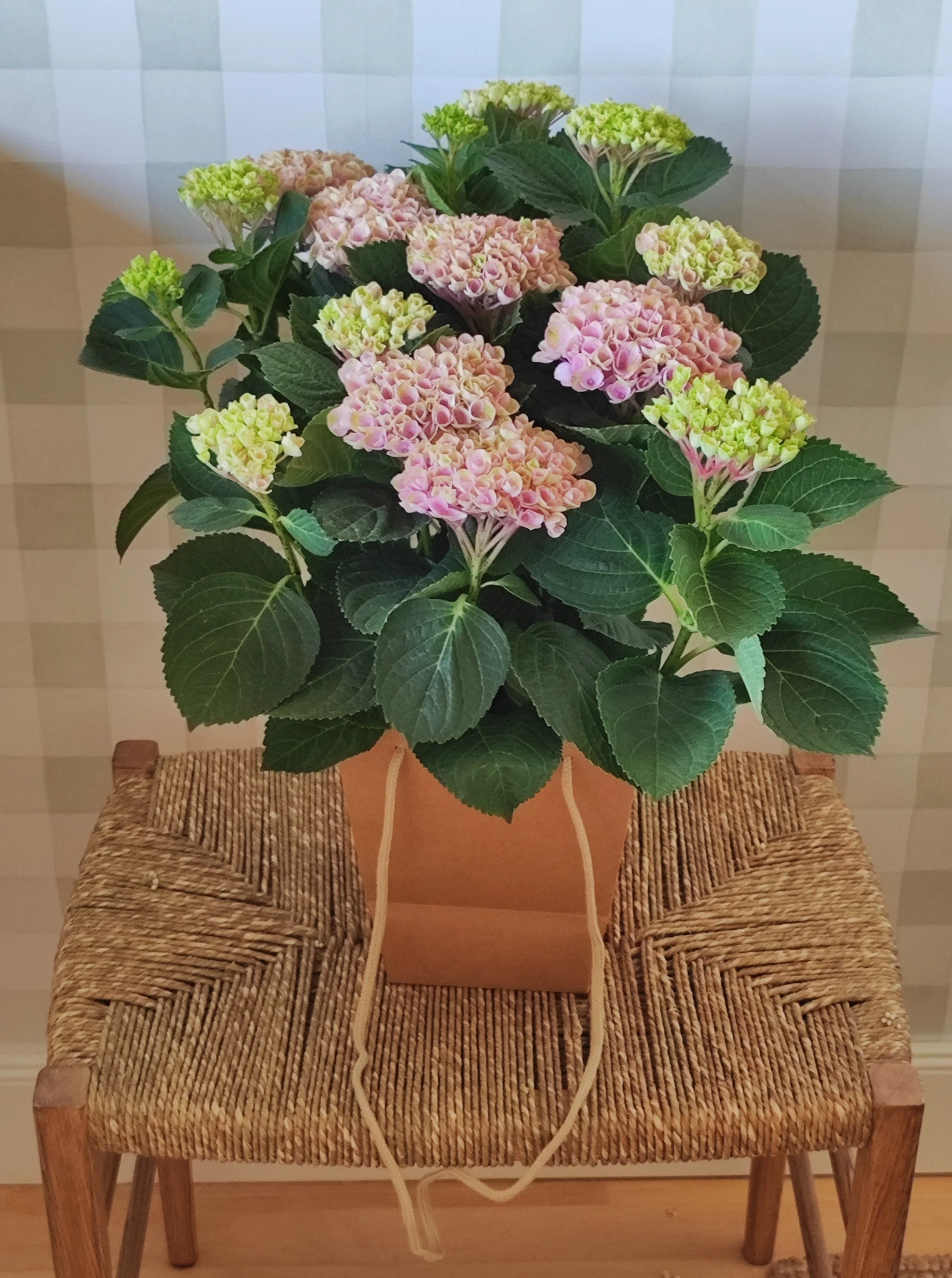 Hortensia en bolsa Mimosa & Co flores torrelodones