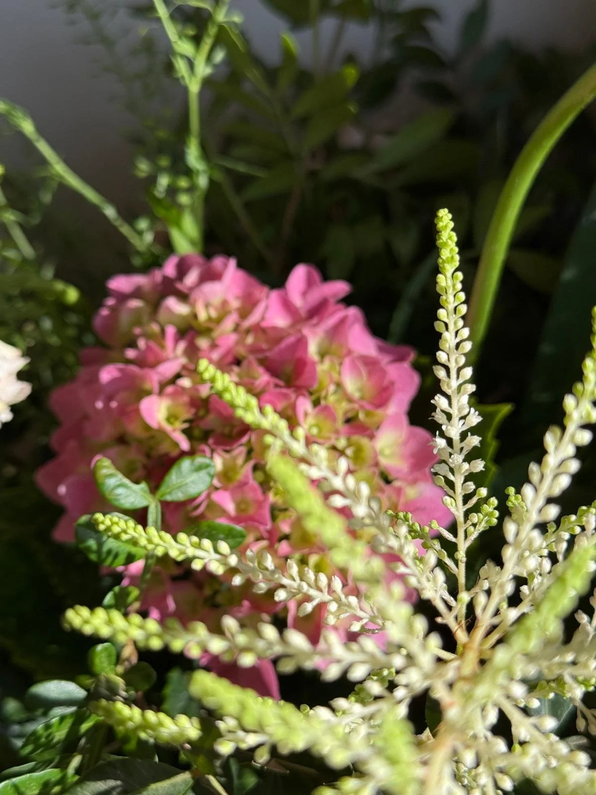 Detalle hortensia web Mimosa & Co.jpeg