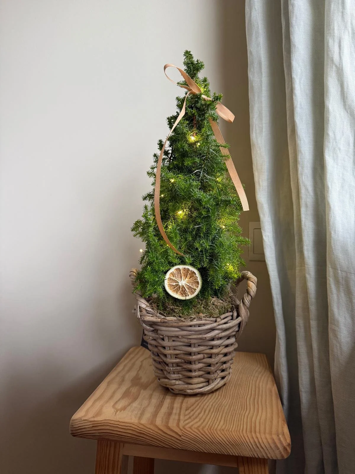 Mini arbolitos Navidad Mimosa & Co