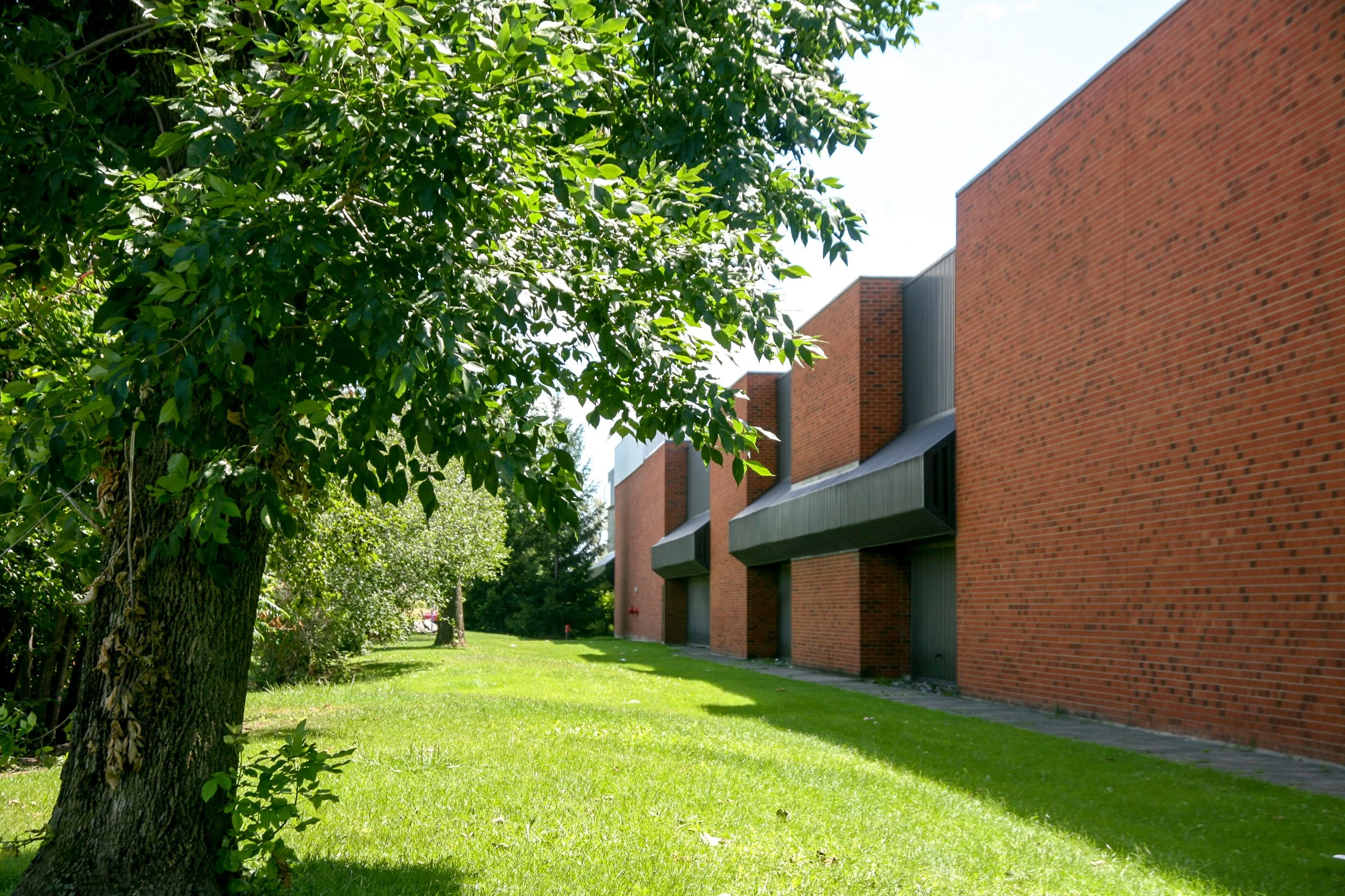 Green leafy tree in foreground with a brick building in the background, grass and sidewalk visible in a sunny outdoor scene.