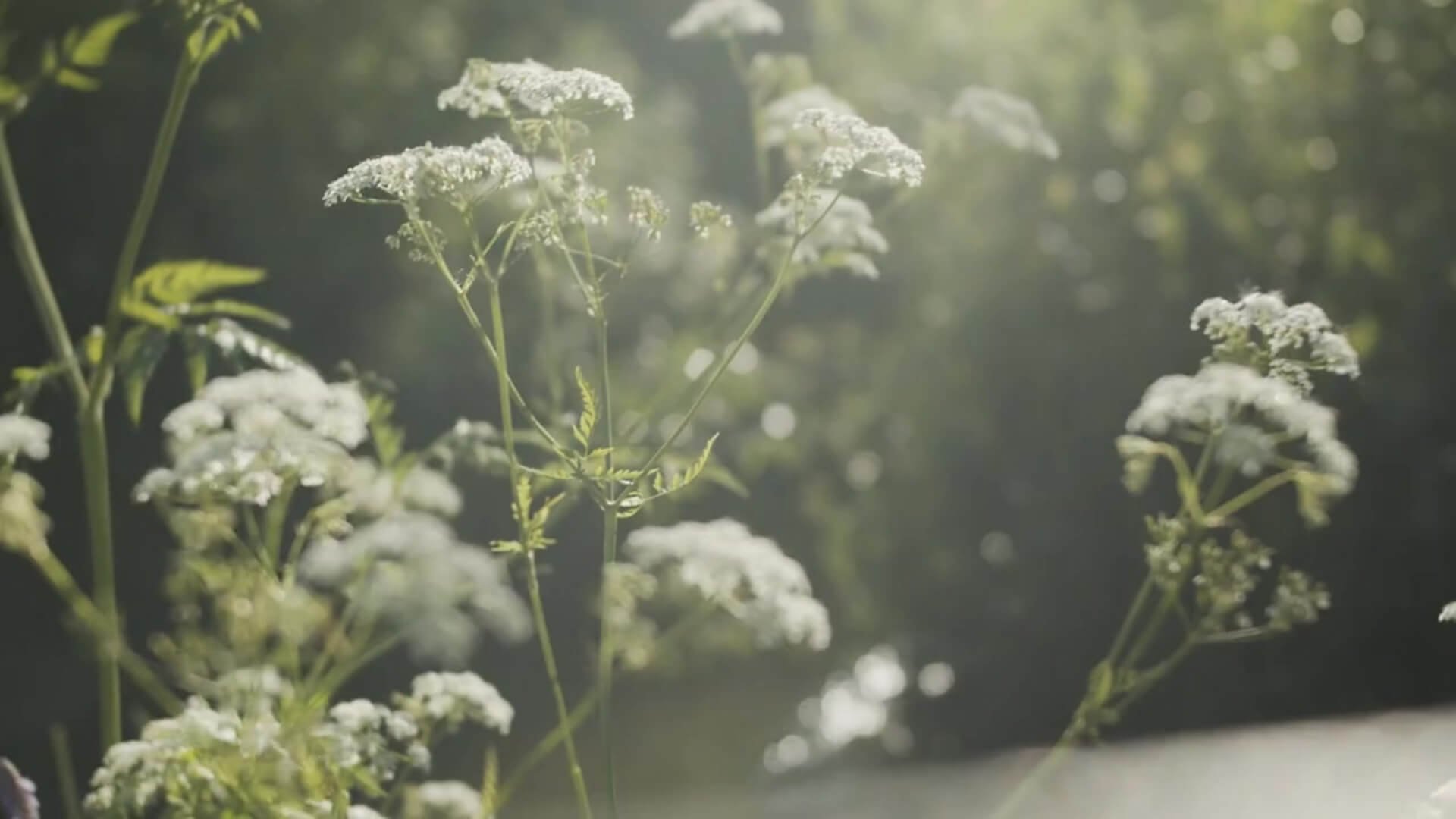 cow-parsley.jpg