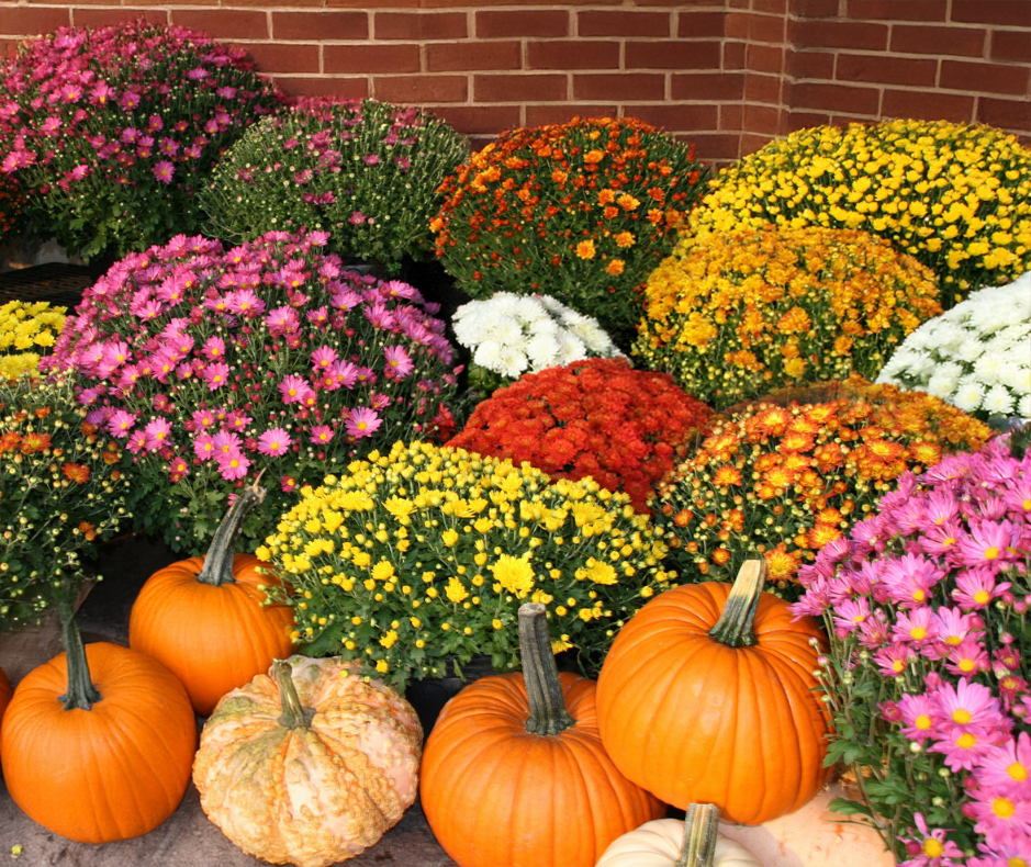 mums-preview.png