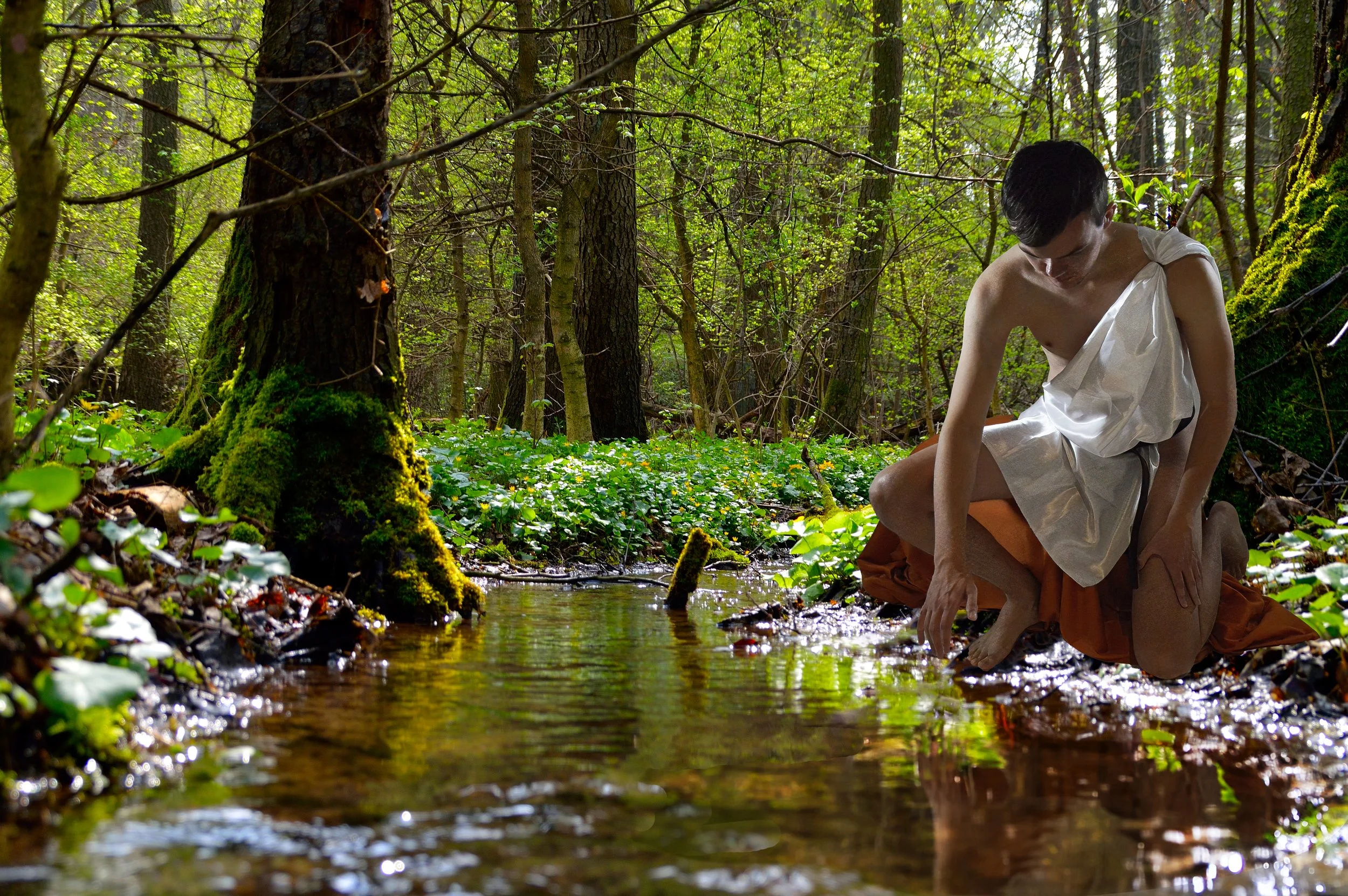 Narcissus