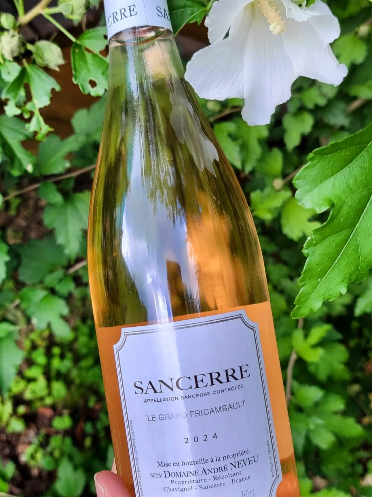 ALERT for Rose lovers! We&rsquo;ve received a mere 24 bottles of ridiculously refreshing Sancerre Rose from Domaine Andre Neveu. On the shelf now, and chilled and ready to drink here in your comfy spot! See you soon! #pinotnoirrose #sancerrerose #win