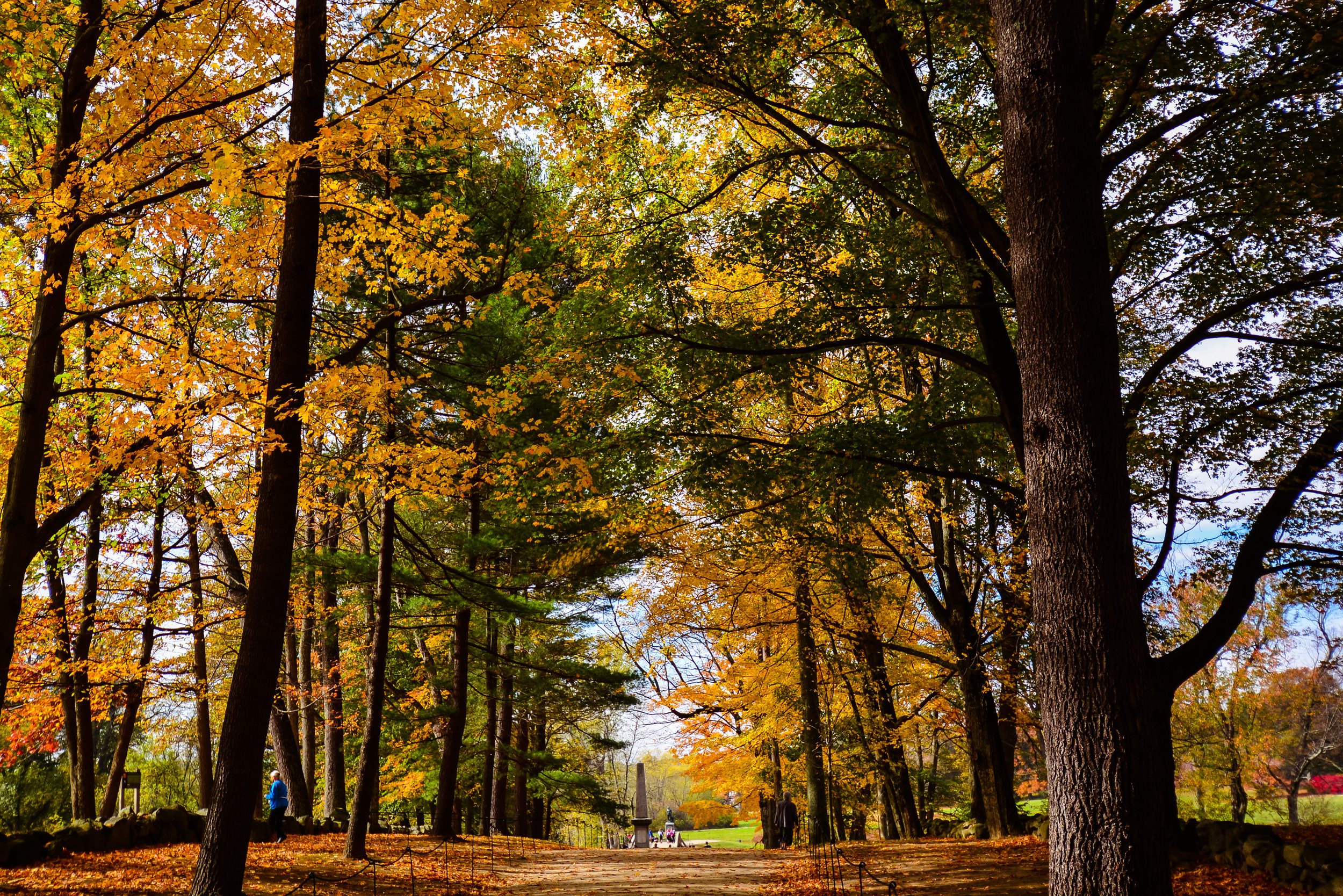 Autumn landscape with trees and fallen leaves along a wooded path