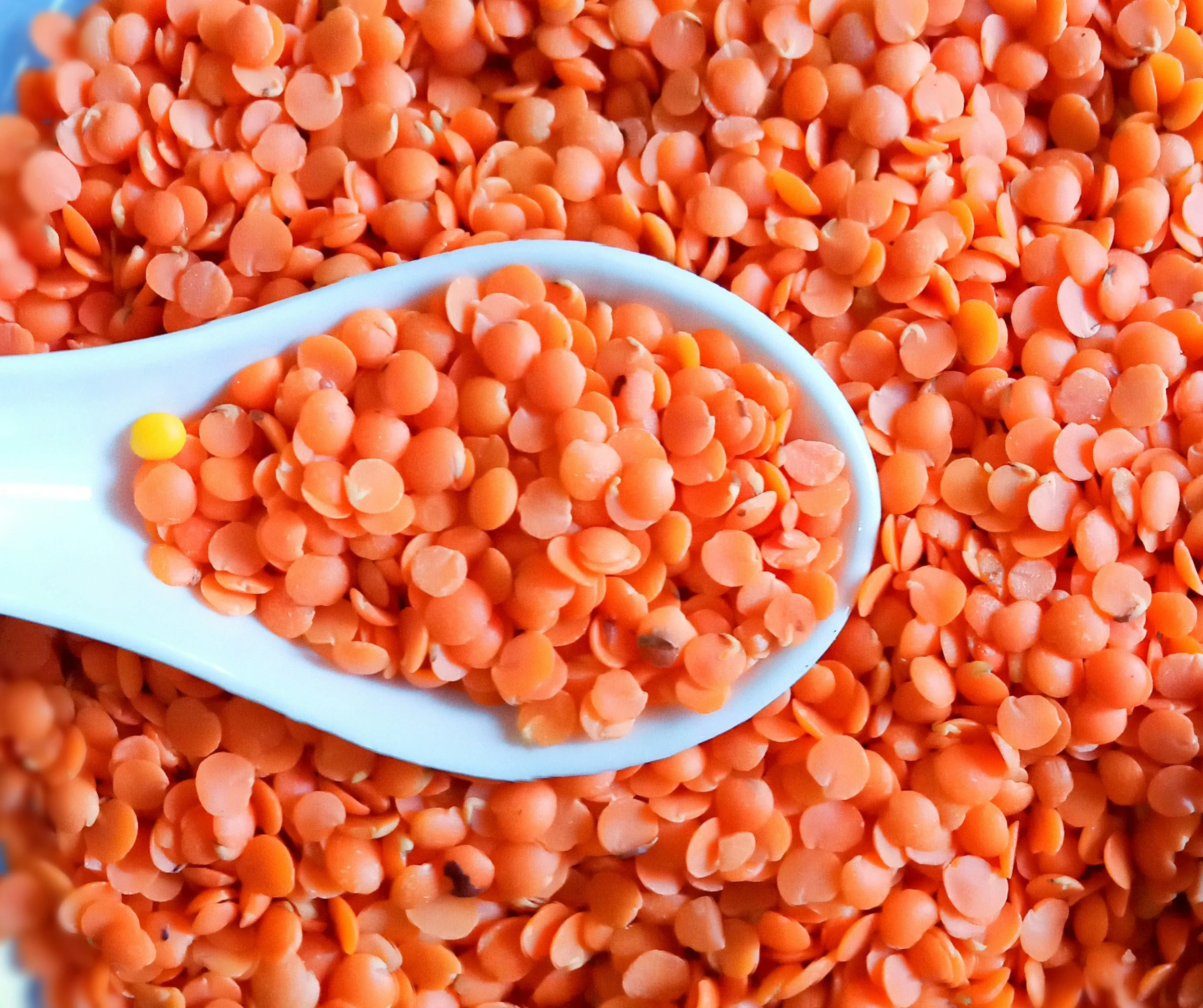 Lentils, Red, split dried