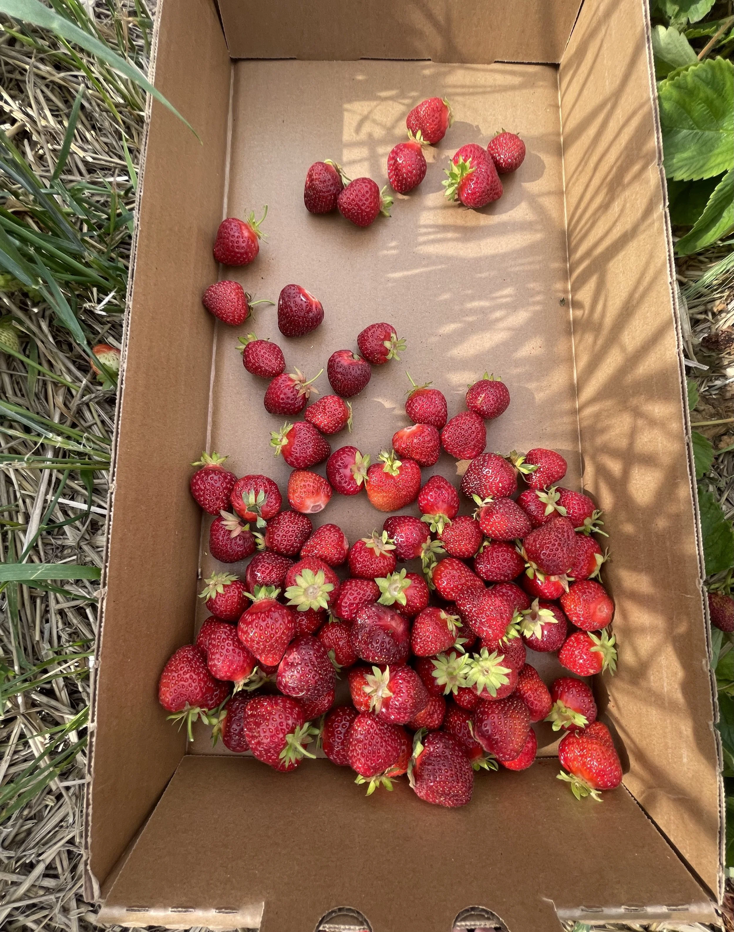 Cardboard box with fresh strawberries on grass