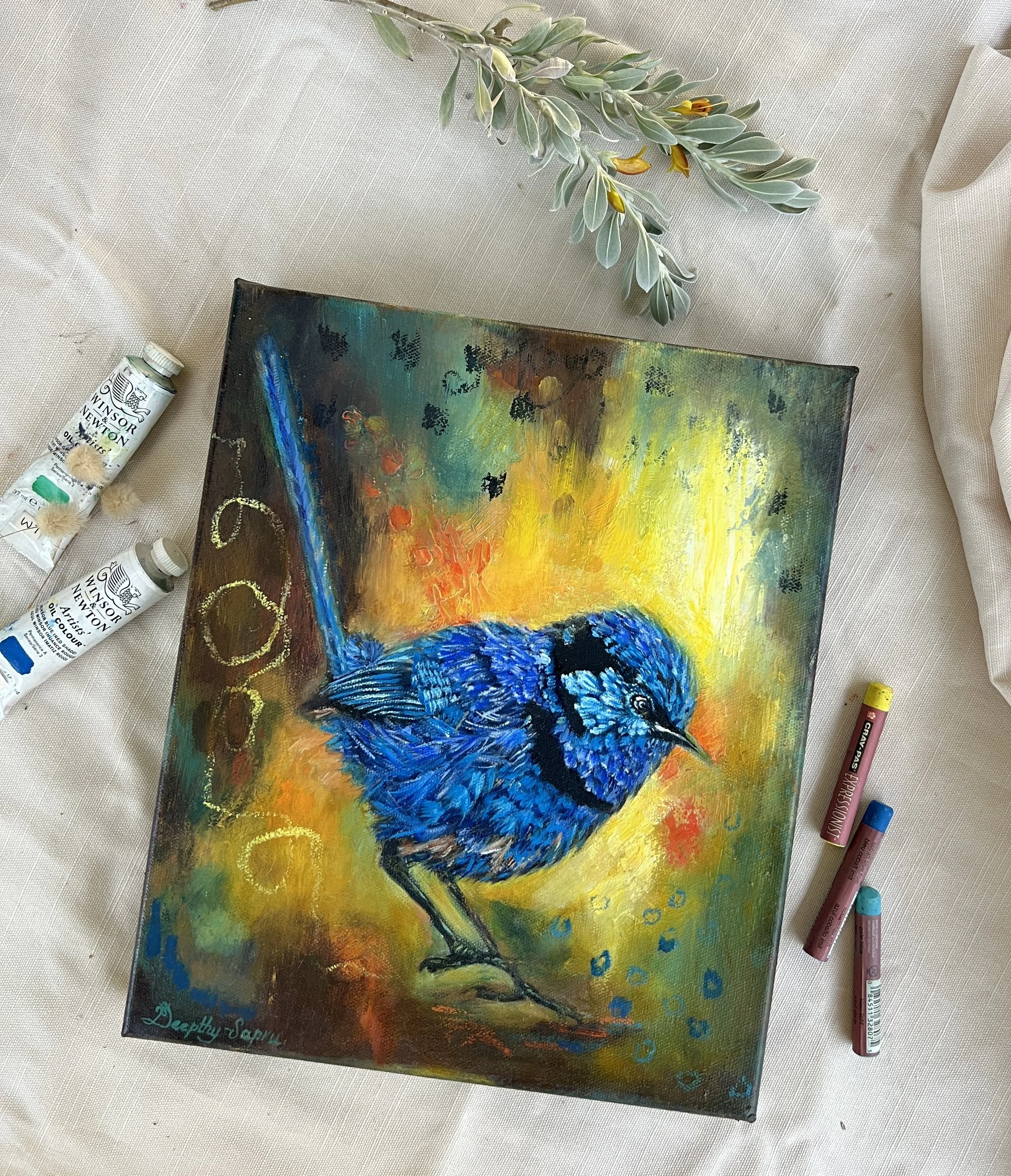 splendid fairy wren.jpg