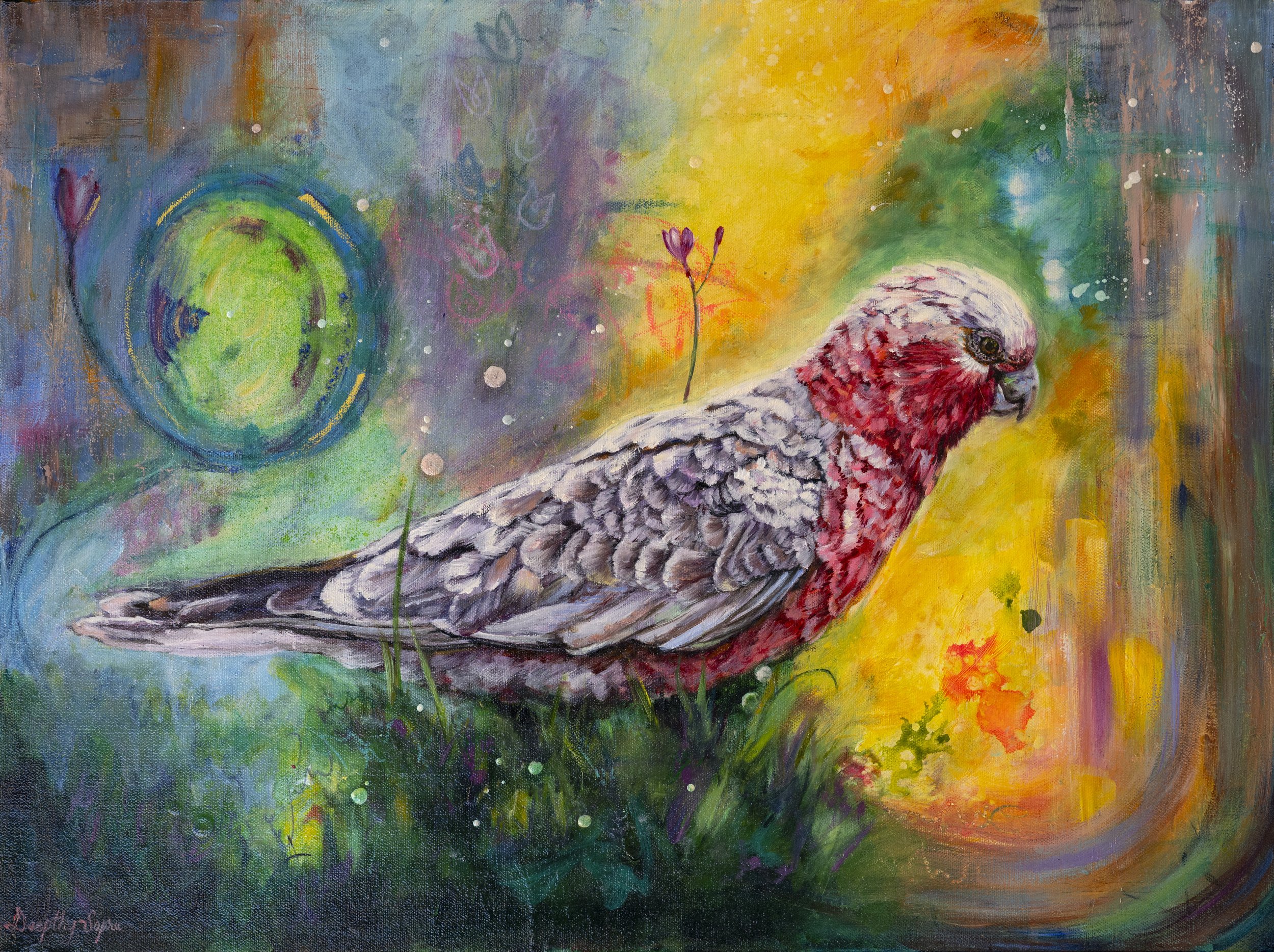 Galah -entering Magic - 2-3mb.jpg