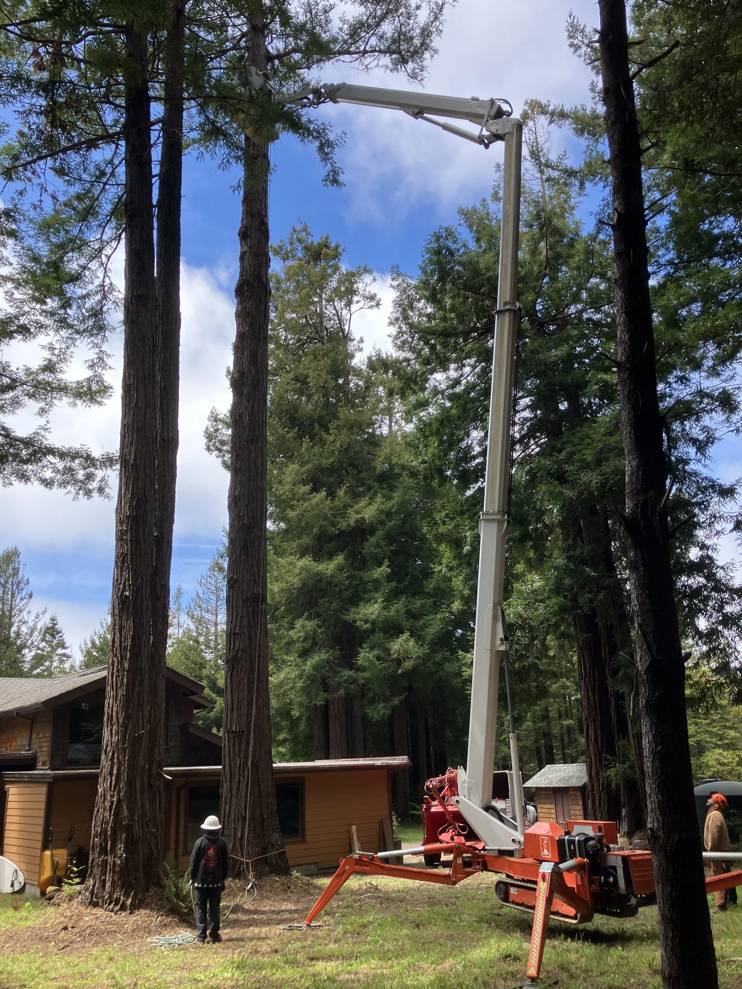 Tree limbing/removal