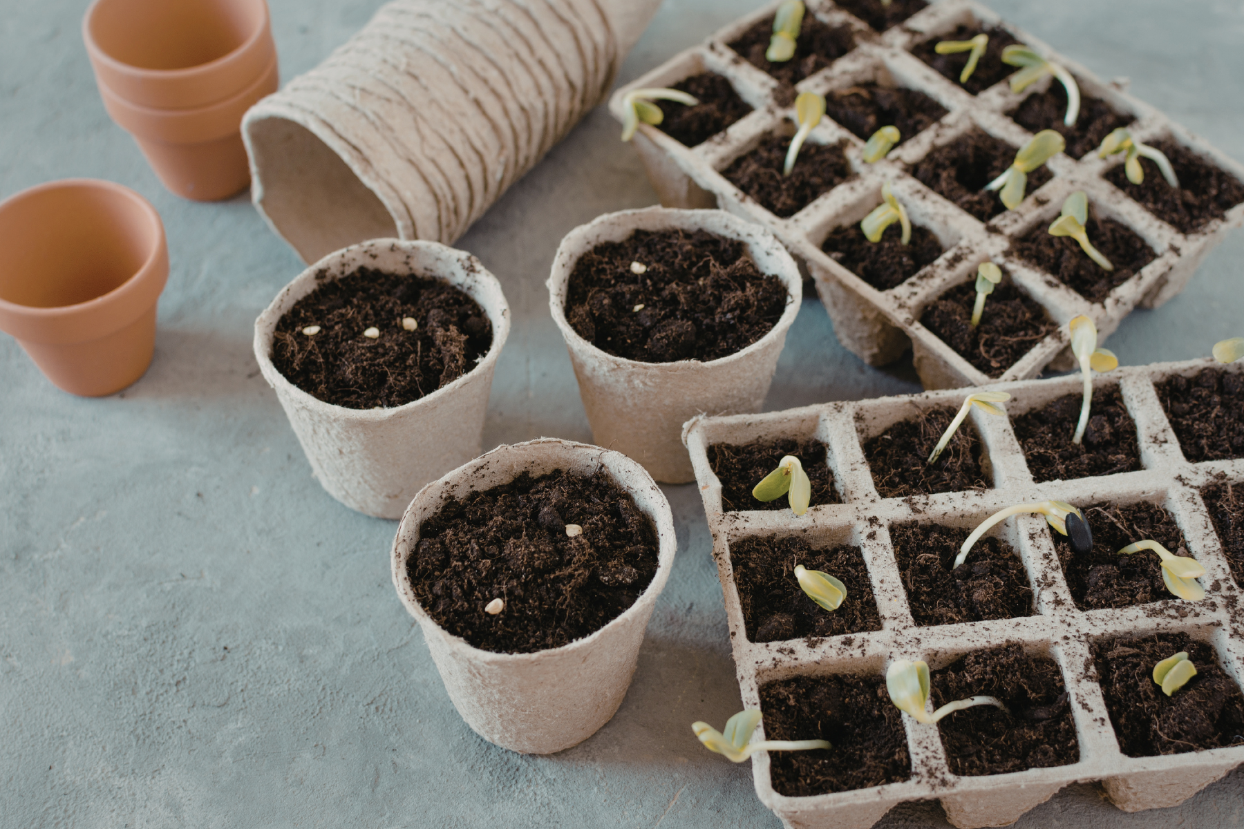 From Seed to Table: Vegetable and Herb Gardening Workshop