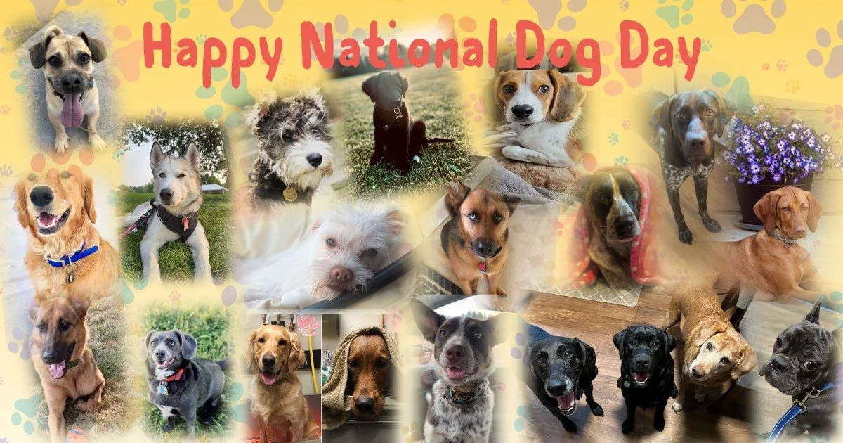In honor of National Dog Day, we wanted to share some of the furry four-legged members of our families. They are tail wagging bundles of love!  Please share pictures of your dogs in the comment section! 
🙂
Stop in to see Carla in the drive through w