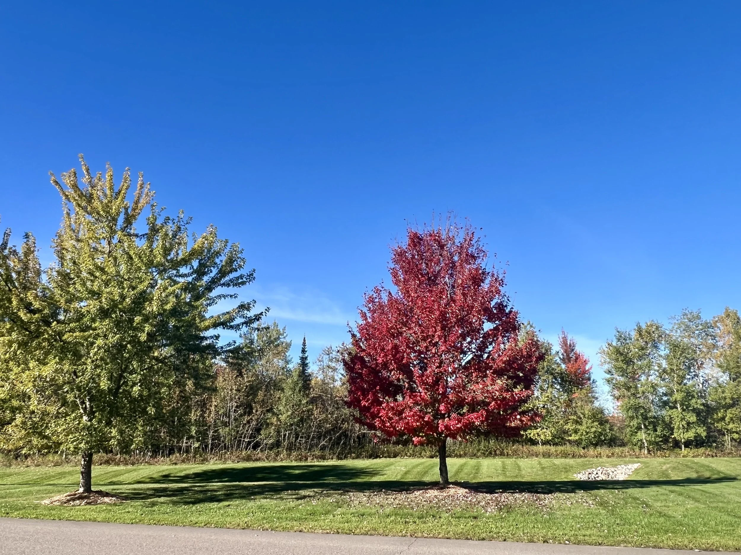 A Tree That Reminds Us of You