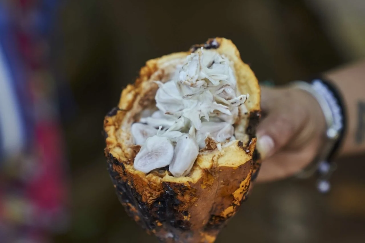 A Postcard from Príncipe Island