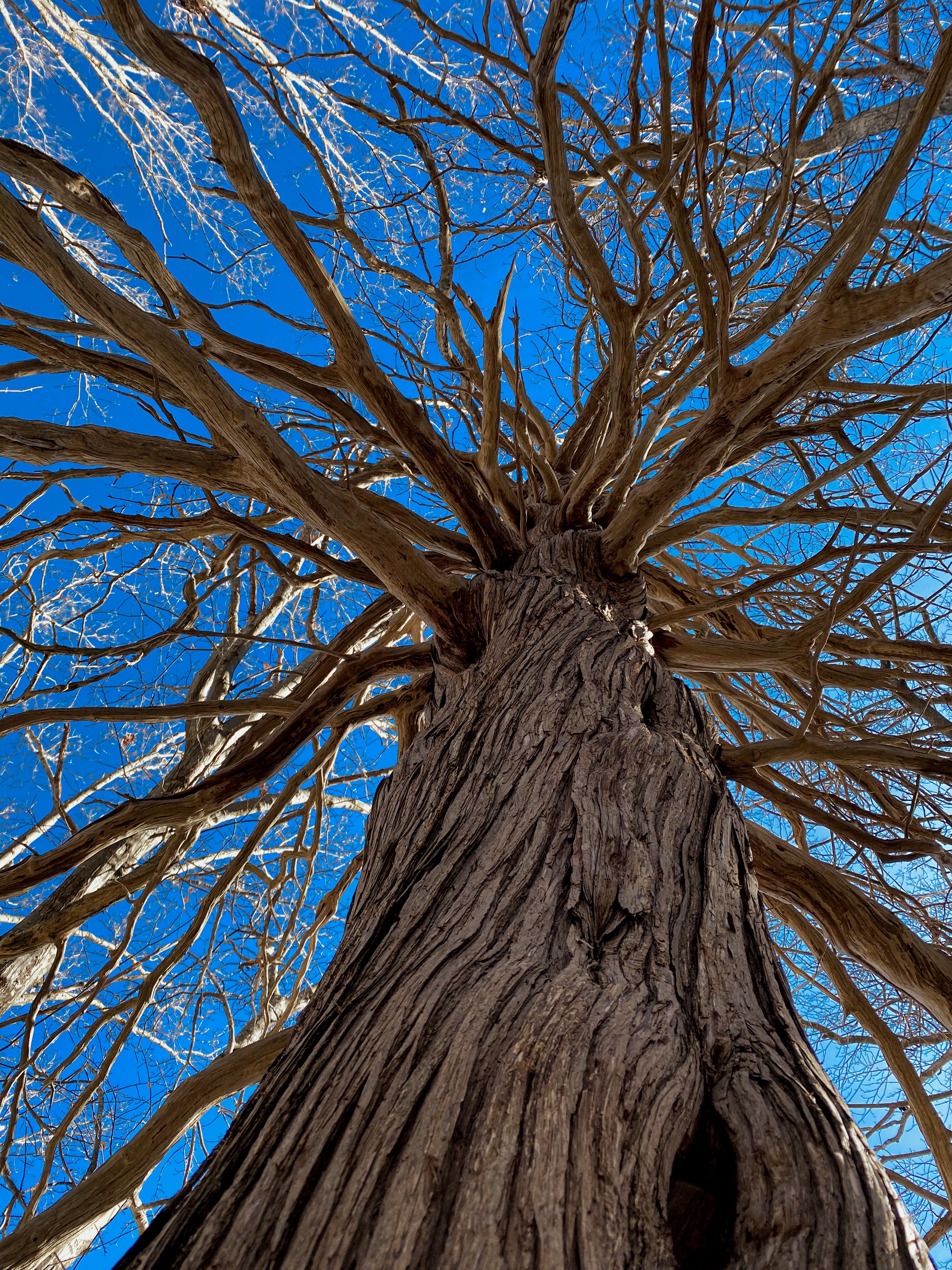 Upward view of a leafless tree against a blue sky, showcasing intricate branches and textured bark.
