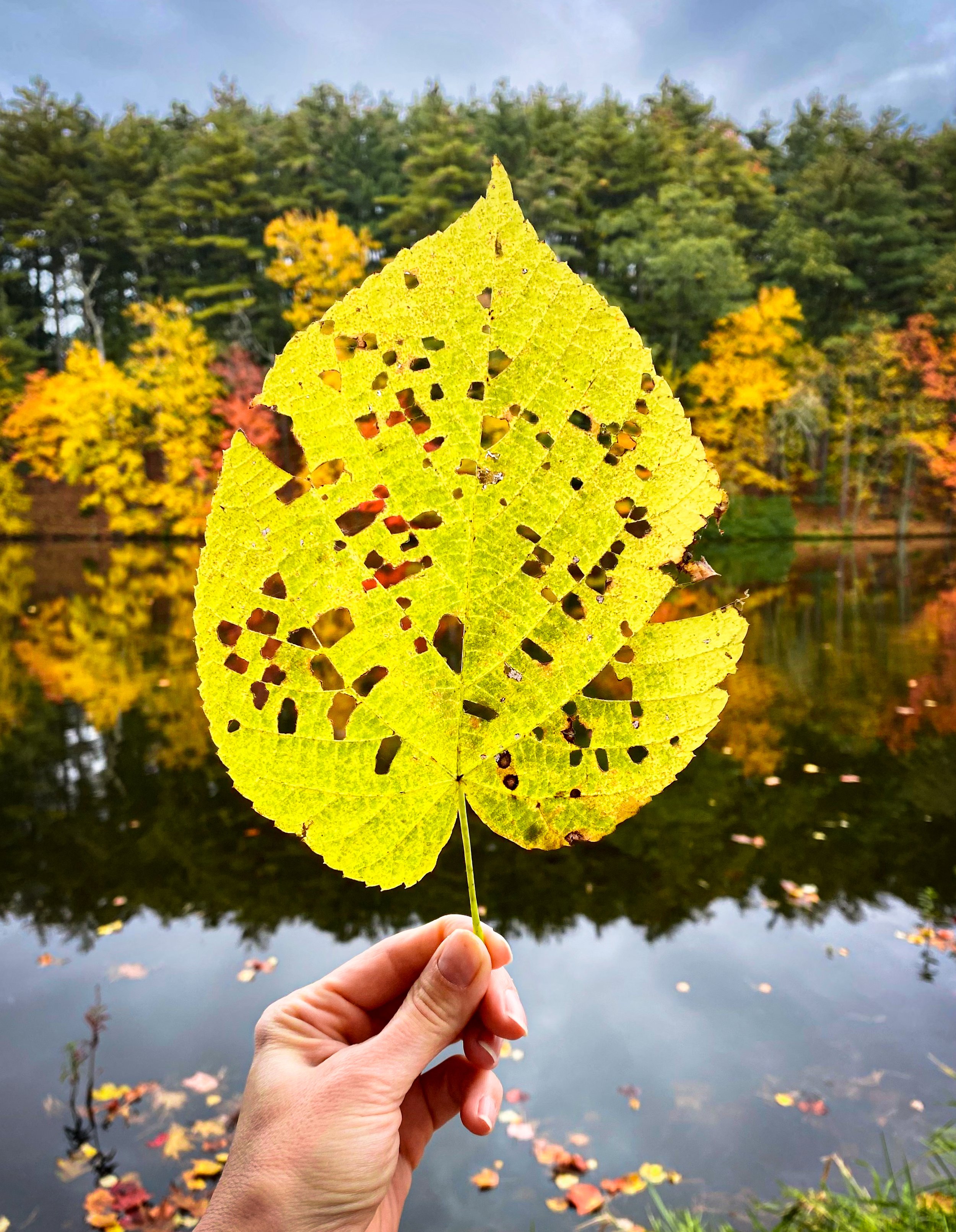 Close-up of a hand holding a yellow autumn leaf with holes, in front of a reflective pond and colorful fall trees in the background.