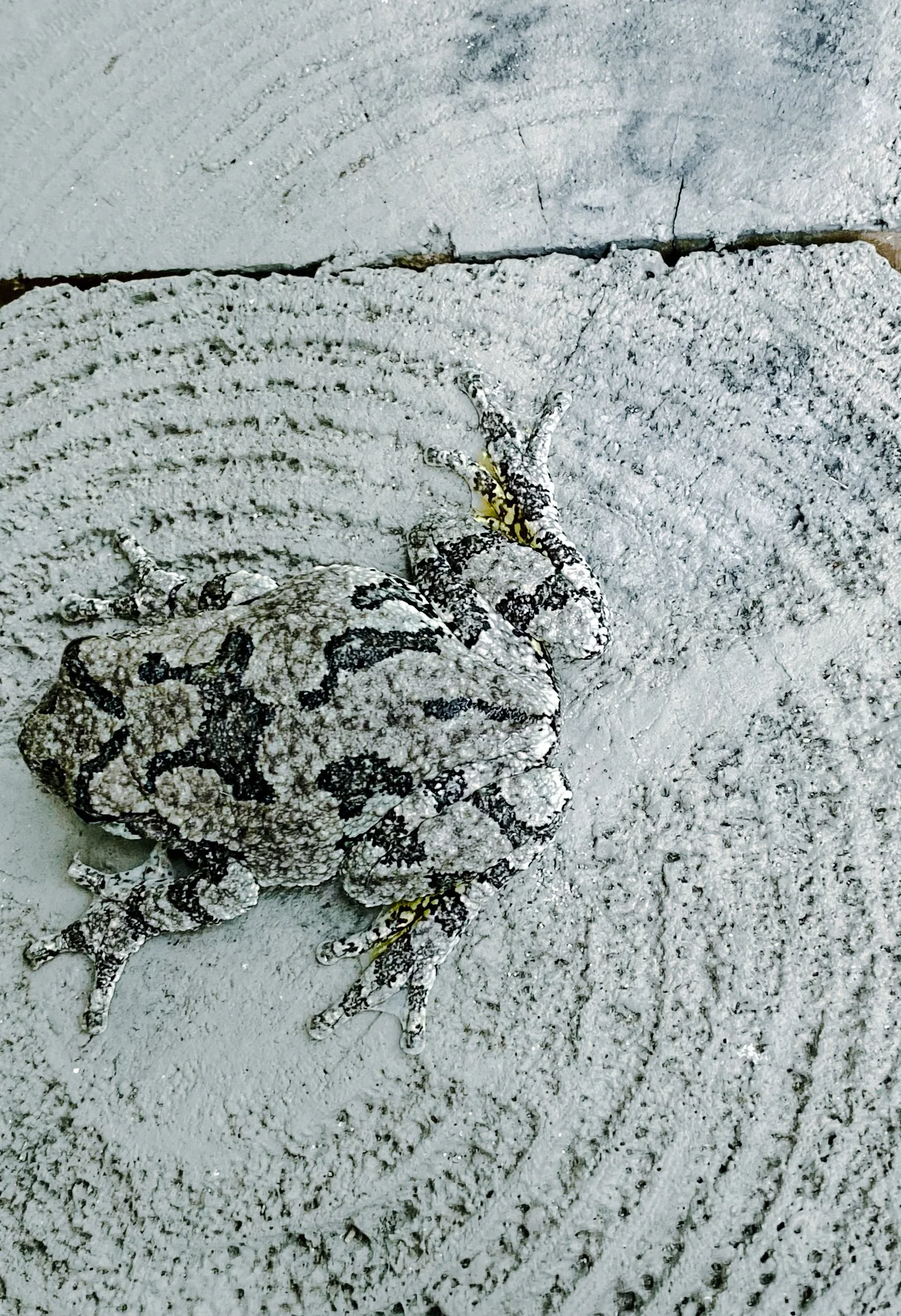 Gray tree frog on textured wooden surface.