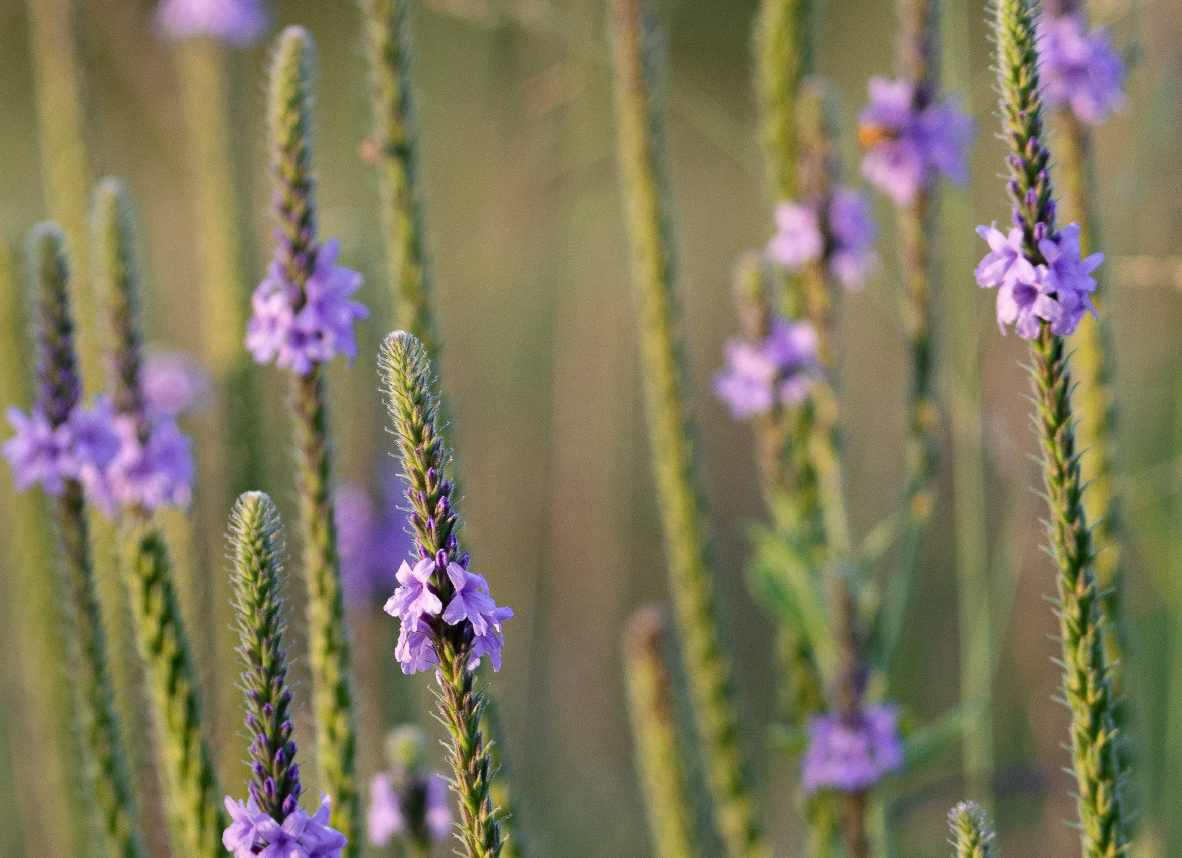 Prairie Wildflower