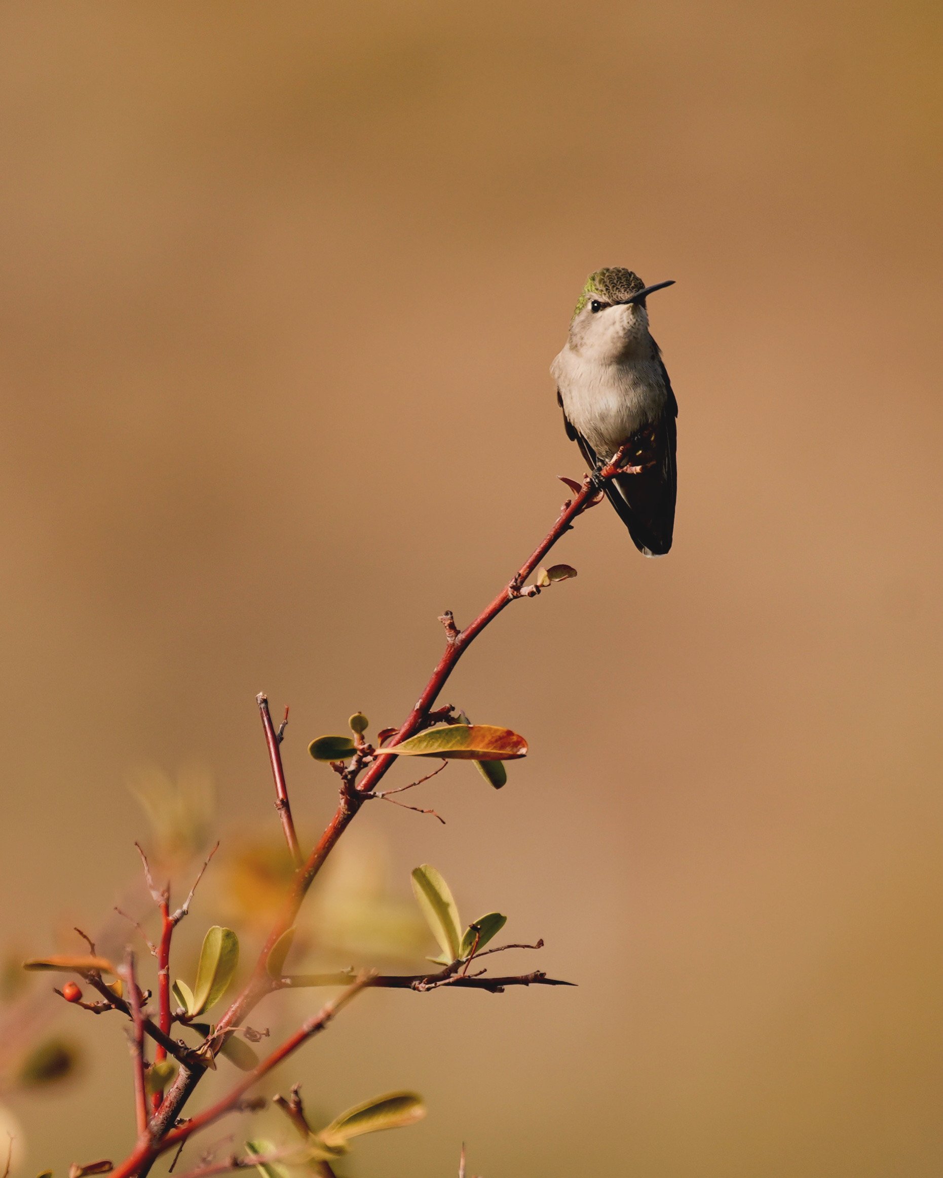 Photo of a Hummingbird on a desert perch north of Tucson Arizona.