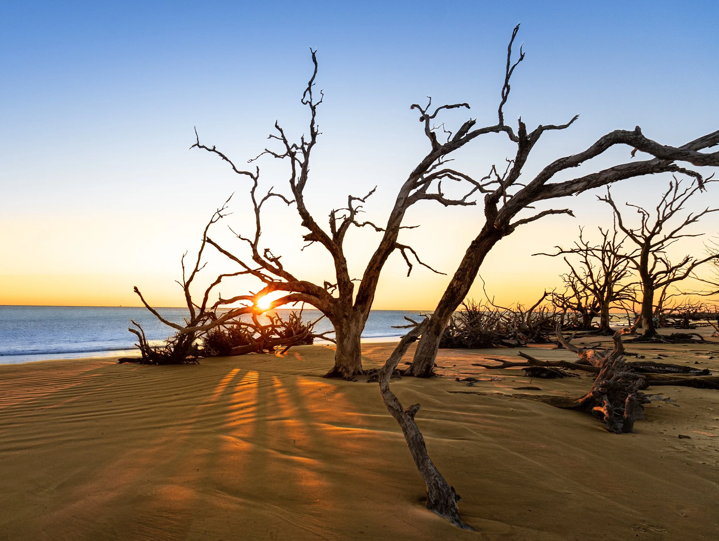 Driftwood Beach sunrise on, Jekyll Island, Georgia.