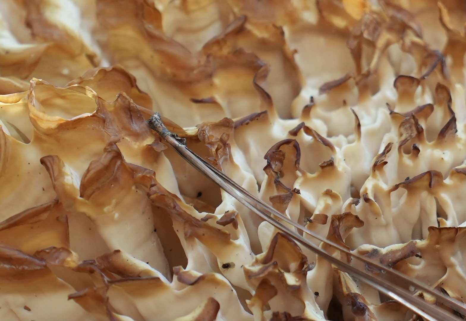 Fungi Forest Floor