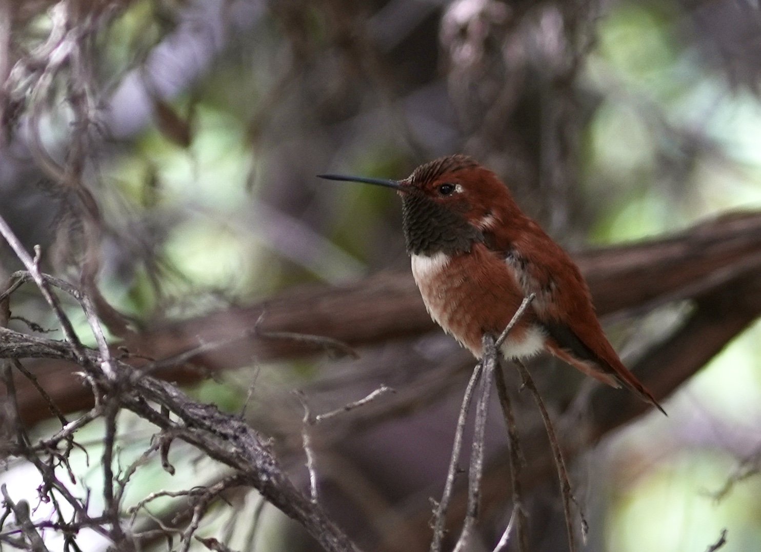 Nature photo of a brown, white and black Hummingbird perched on a branch in the shade of a tree near Tucson Arizona.
