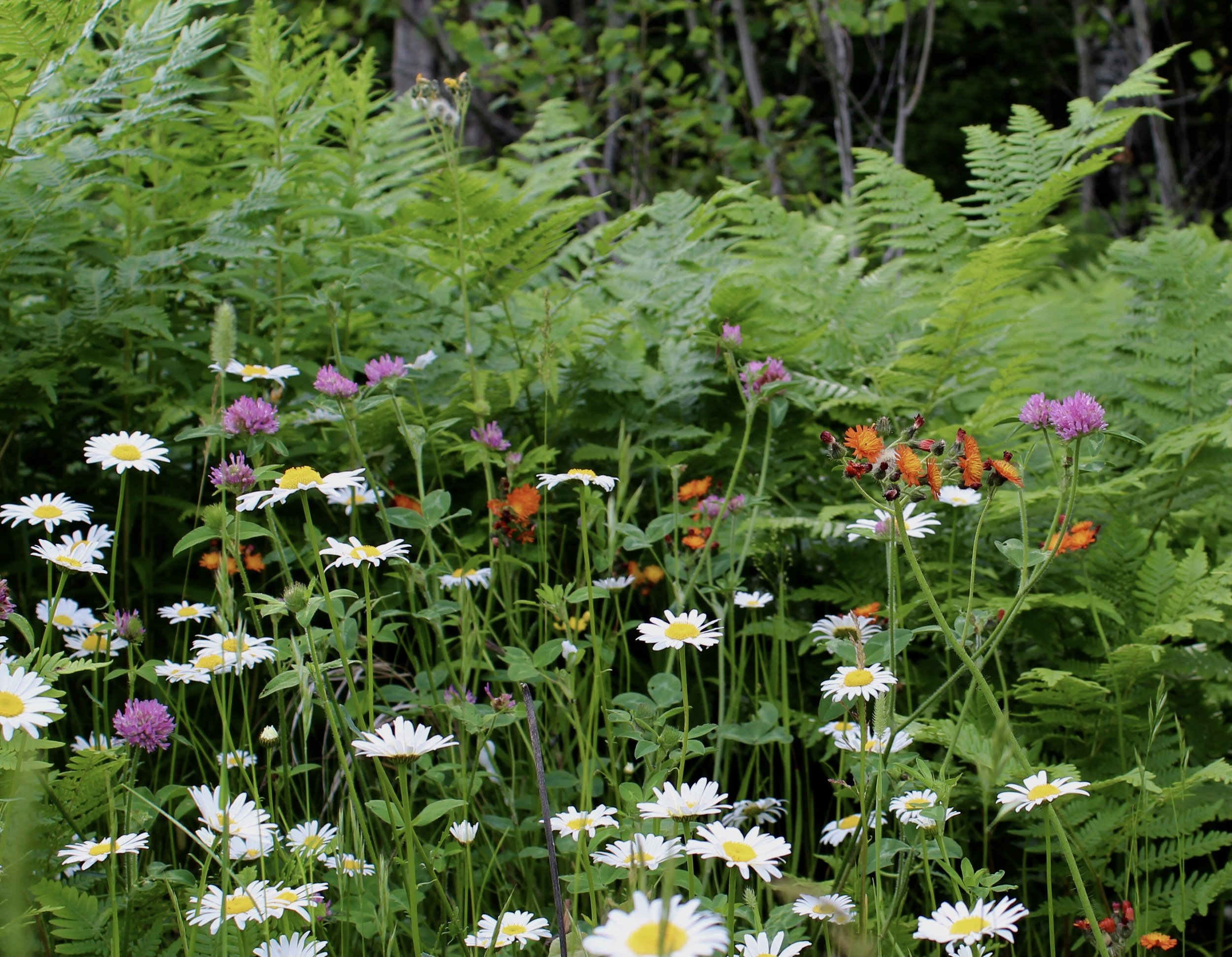 Mix of colorful wildflowers photographed in the Chippewa National Forest, Minnesota.